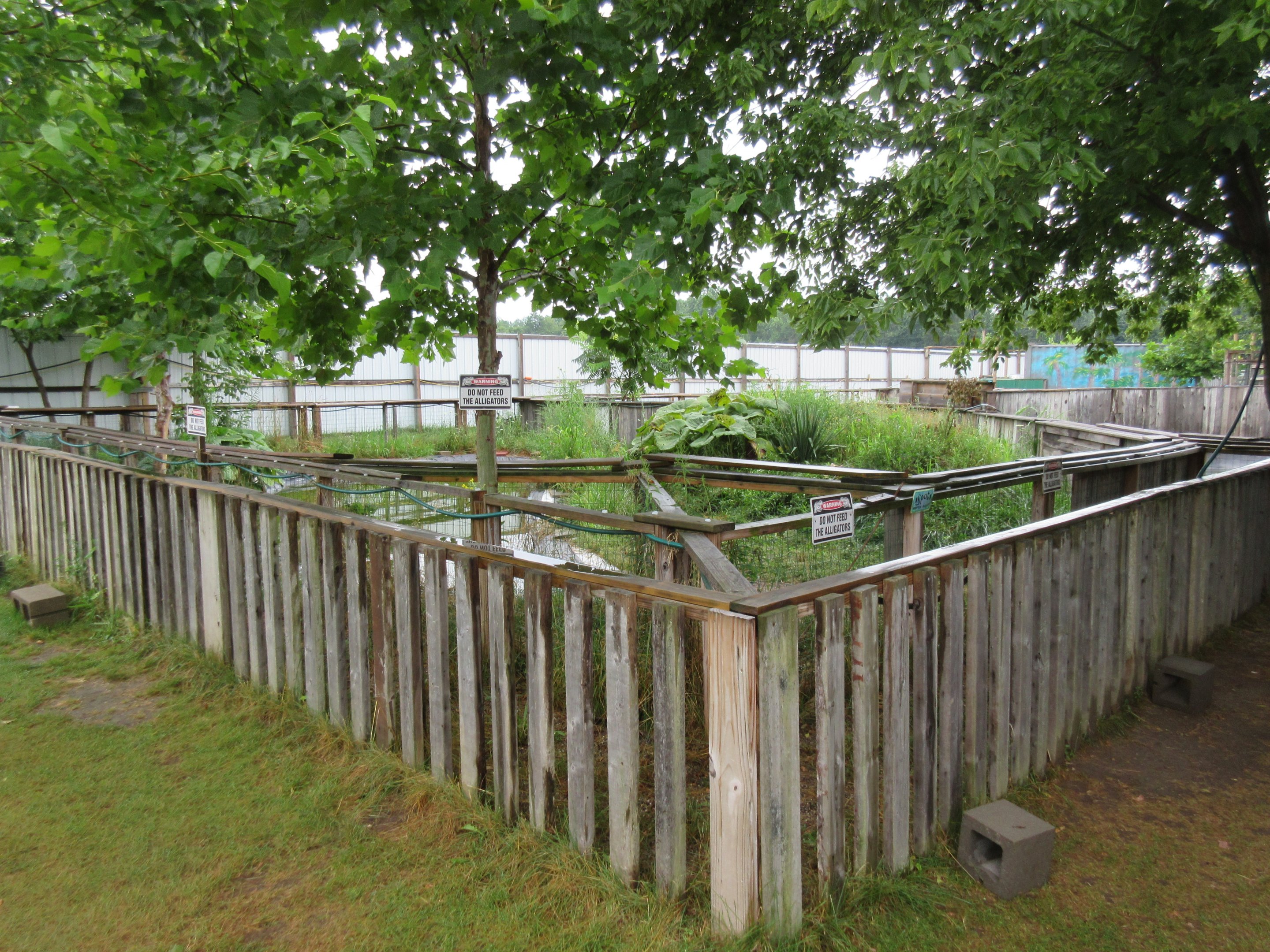 American Alligator Exhibit