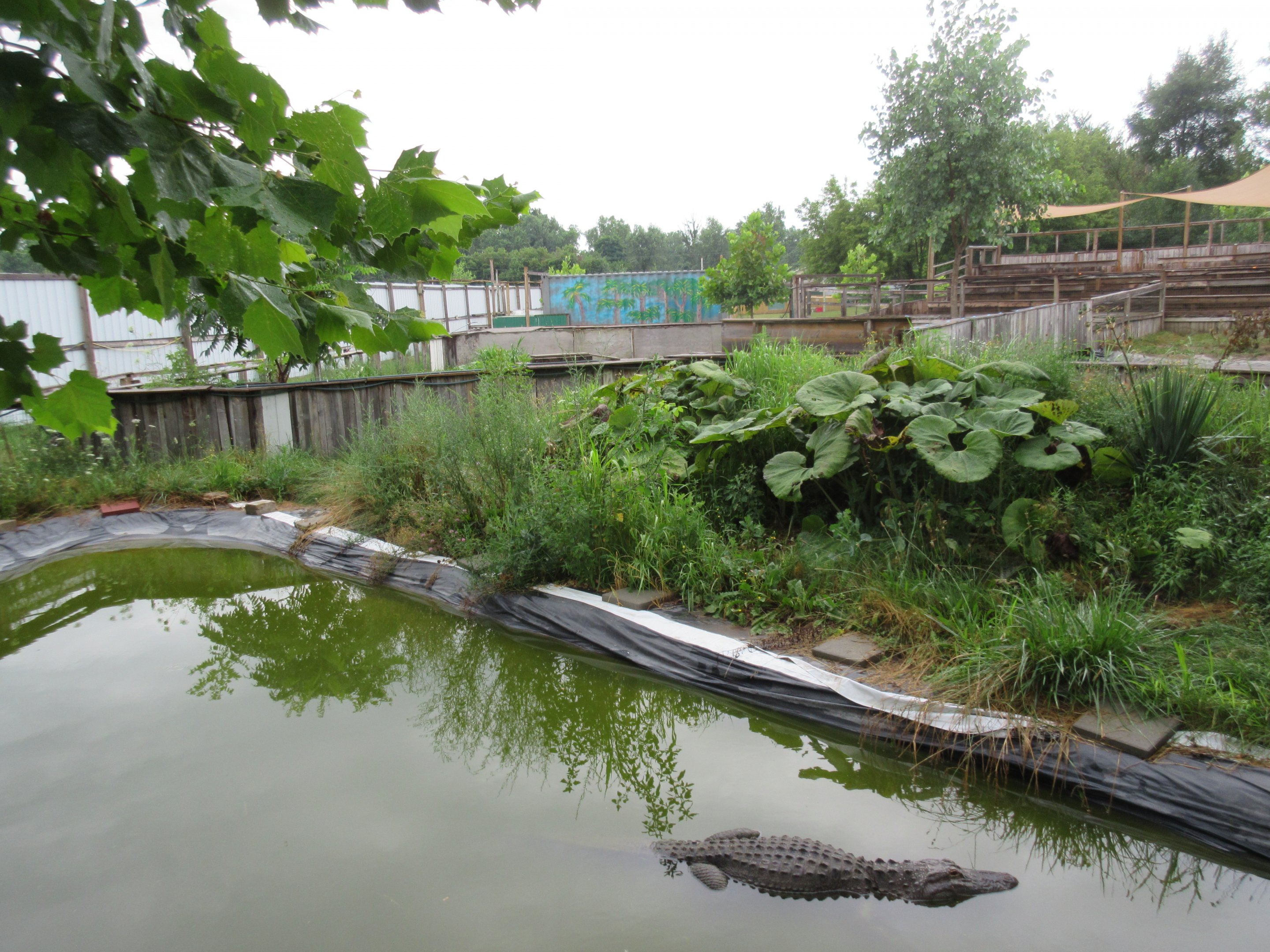 American Alligator Exhibit