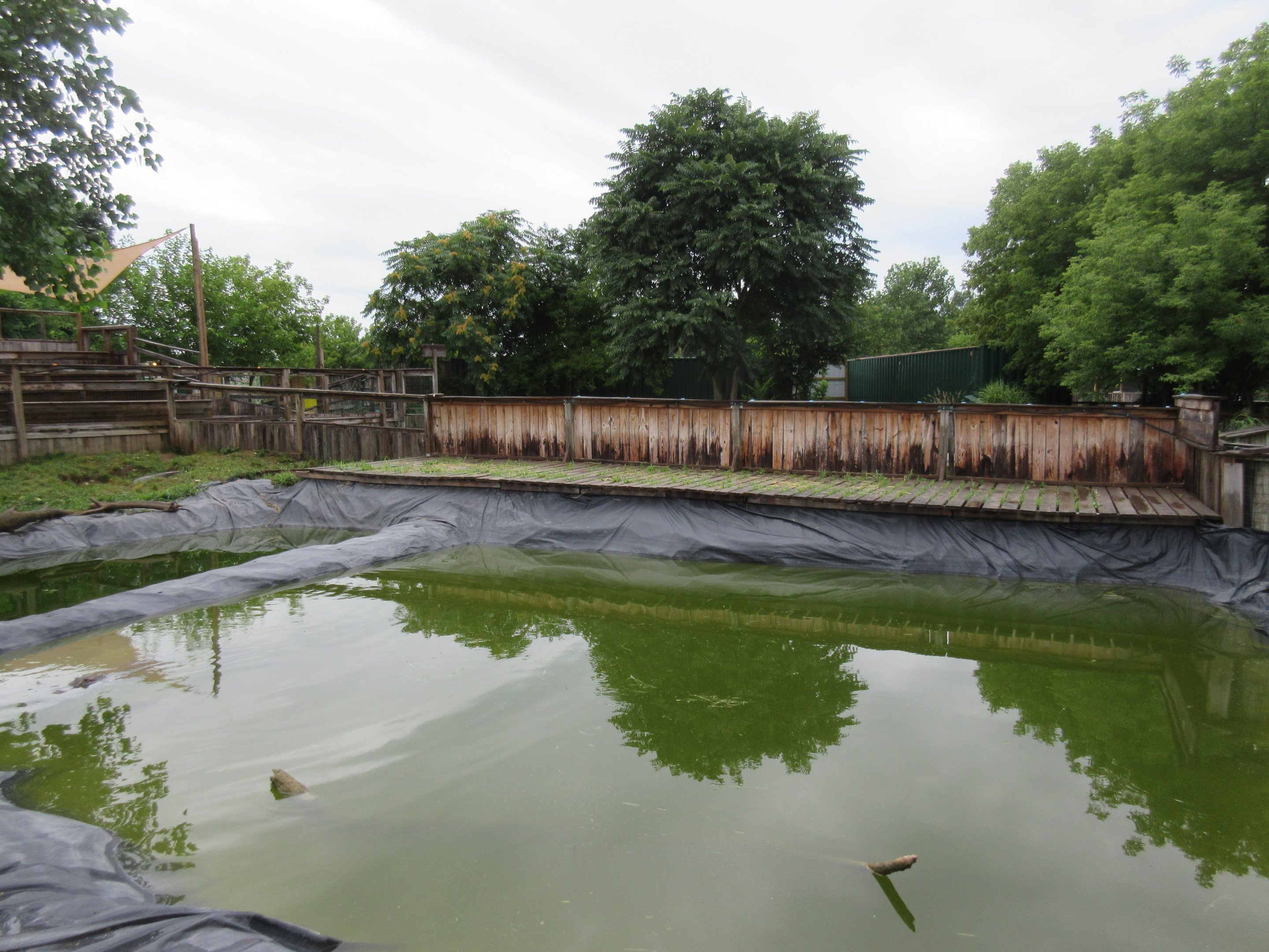 American Alligator Exhibit