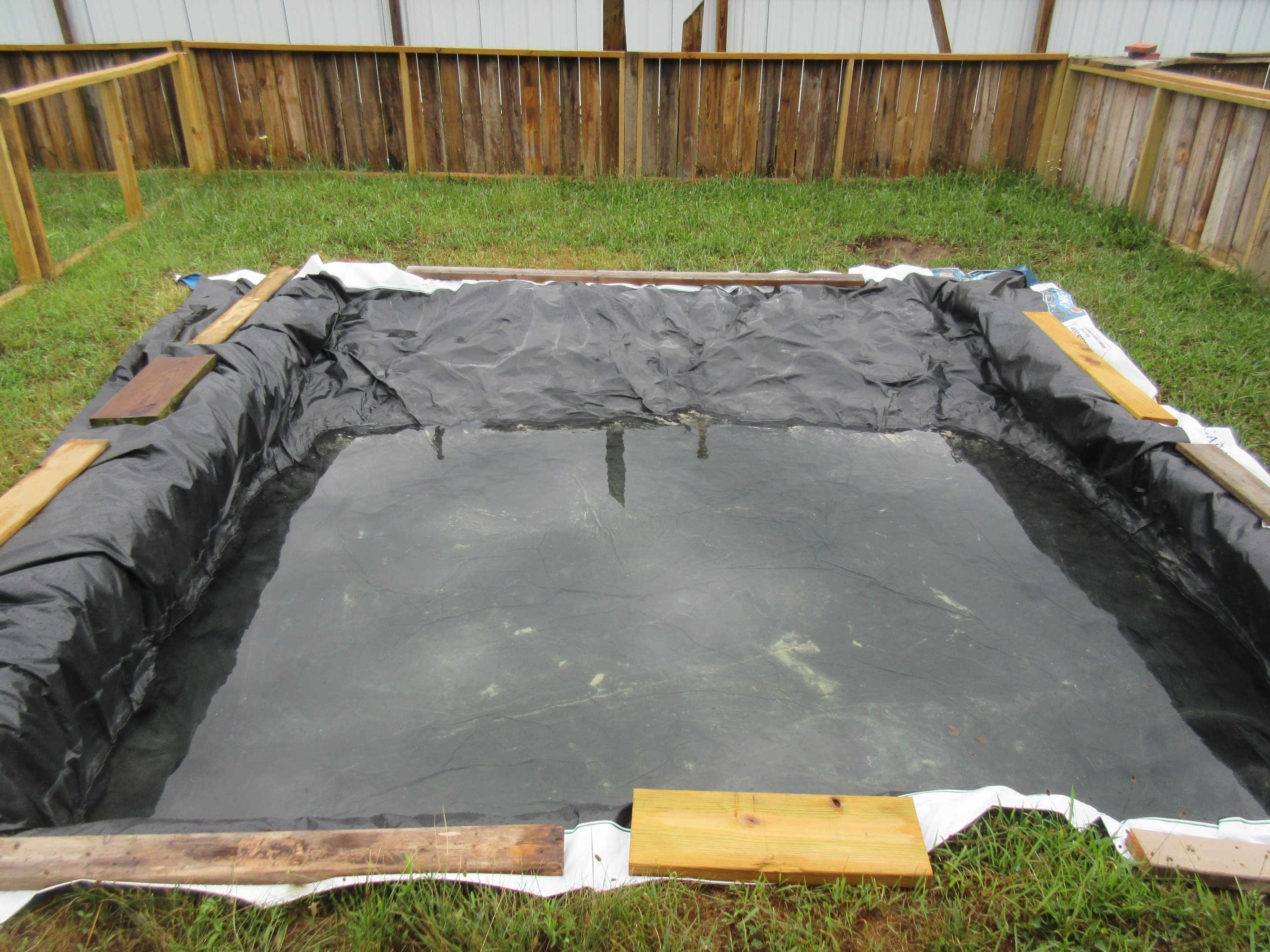 American Alligator Exhibit