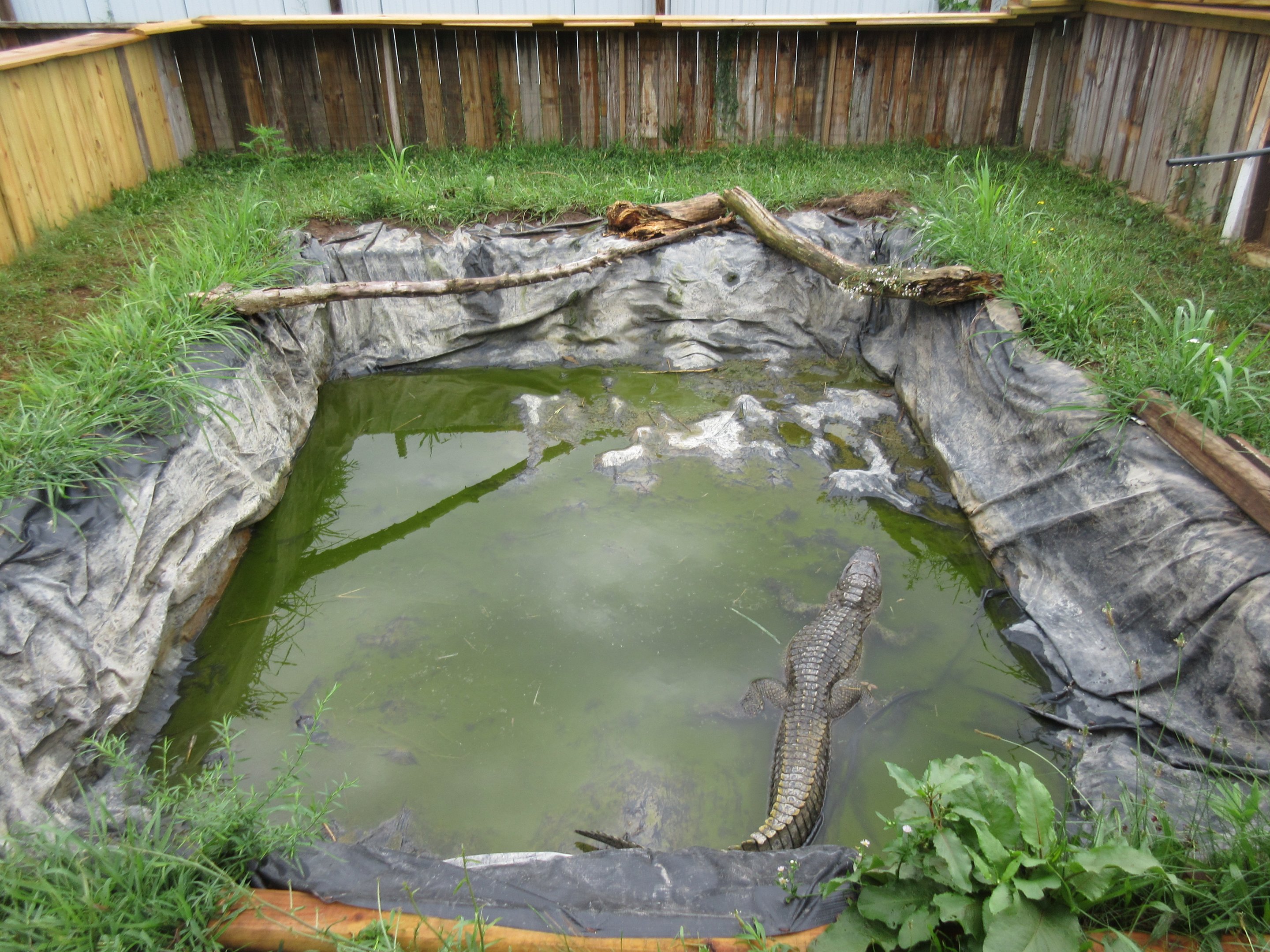 American Alligator Exhibit
