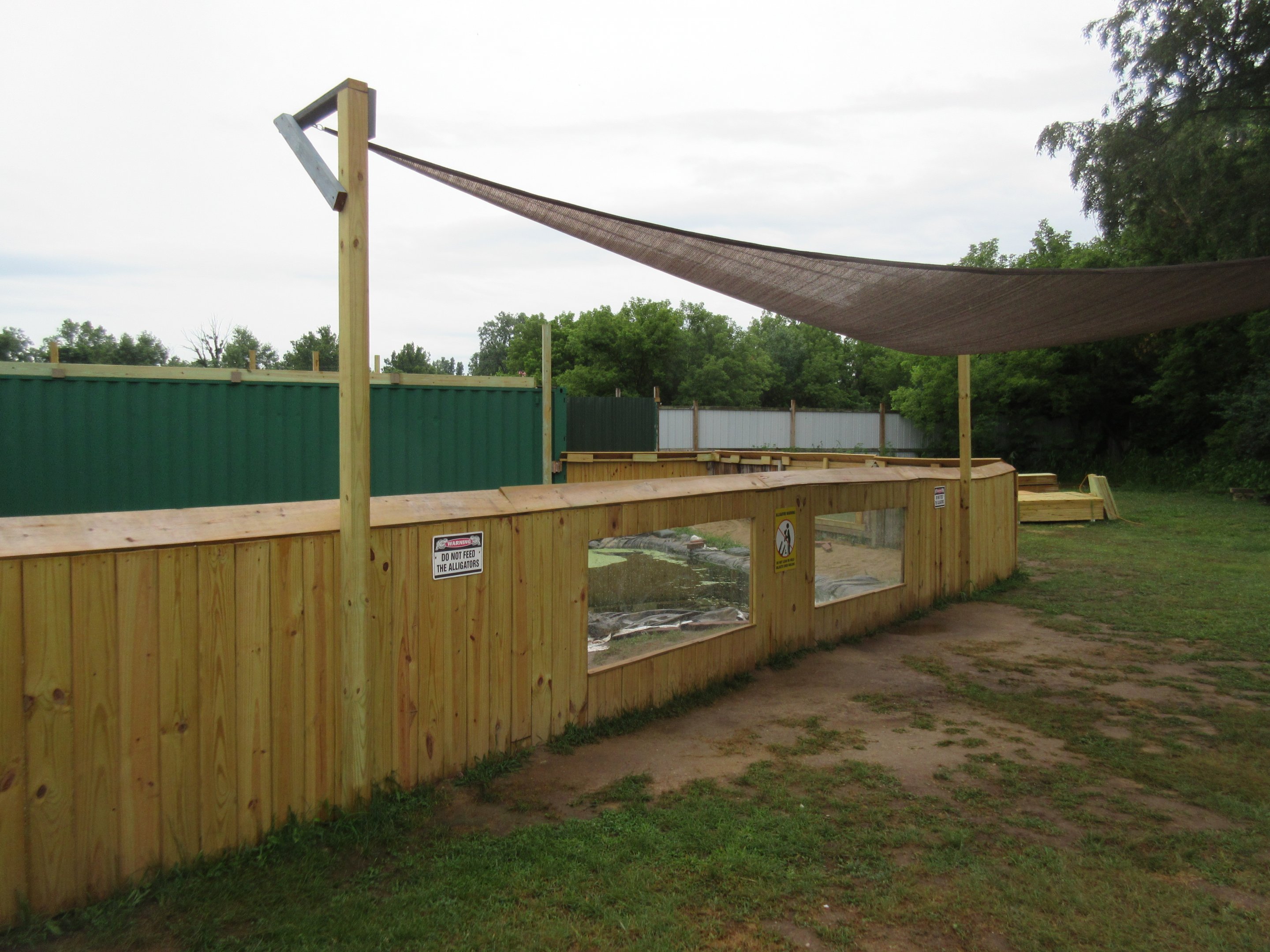 American Alligator Exhibit