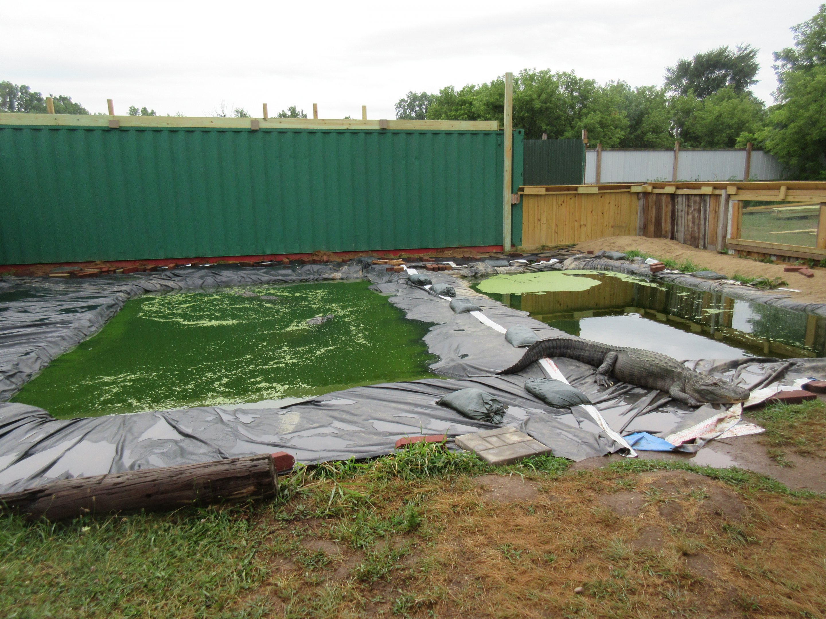 American Alligator Exhibit