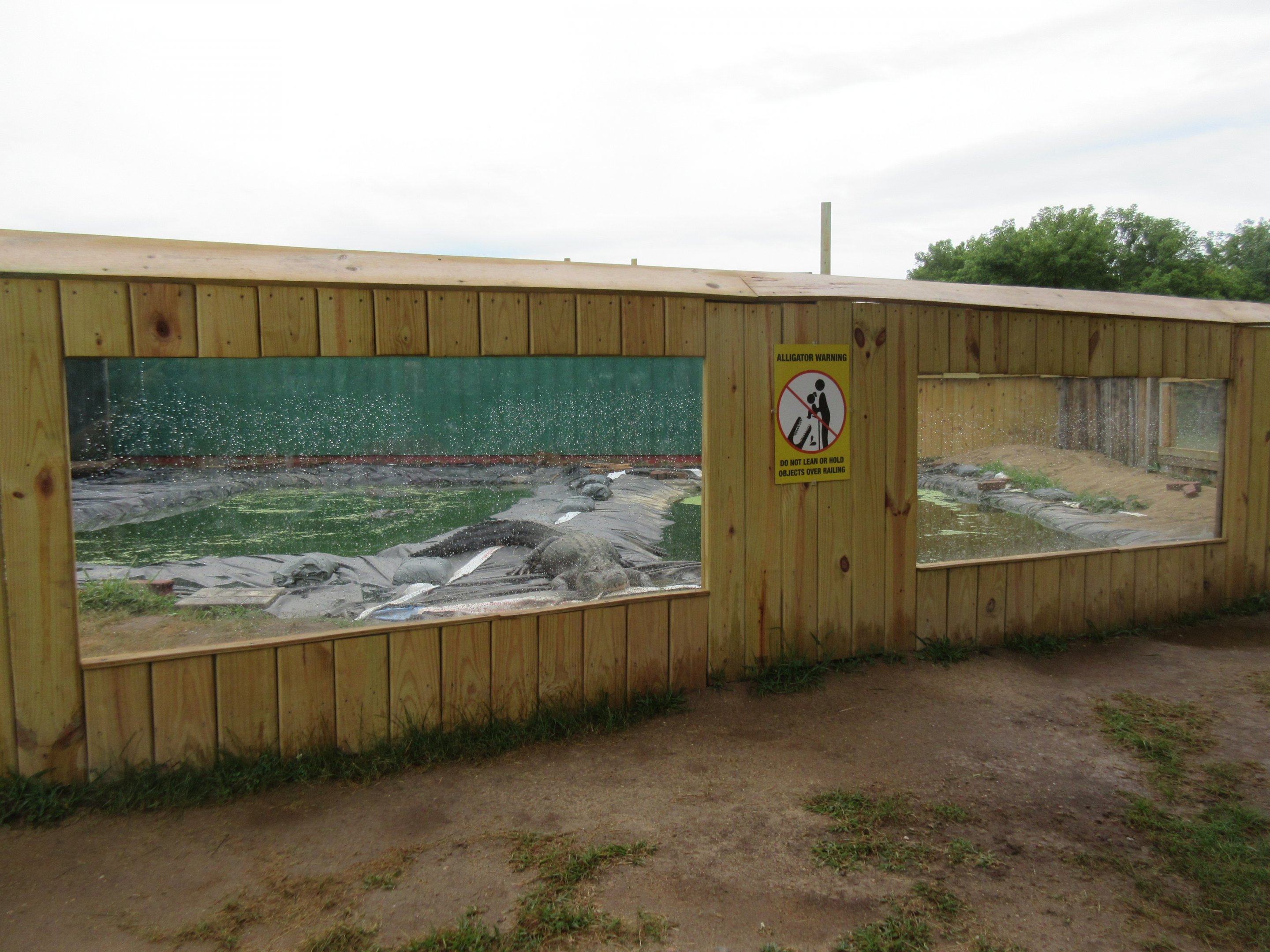 American Alligator Exhibit
