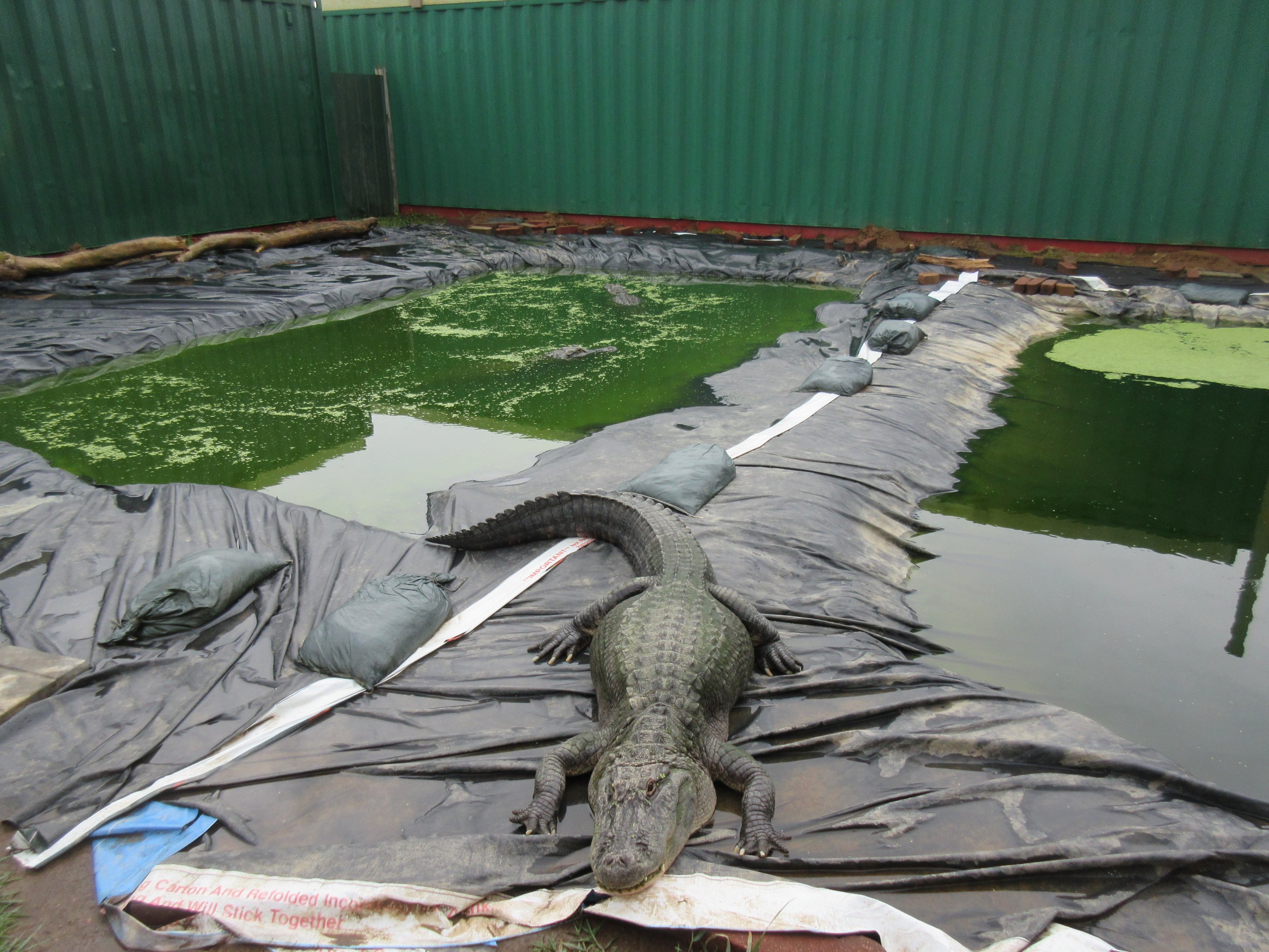 American Alligator Exhibit