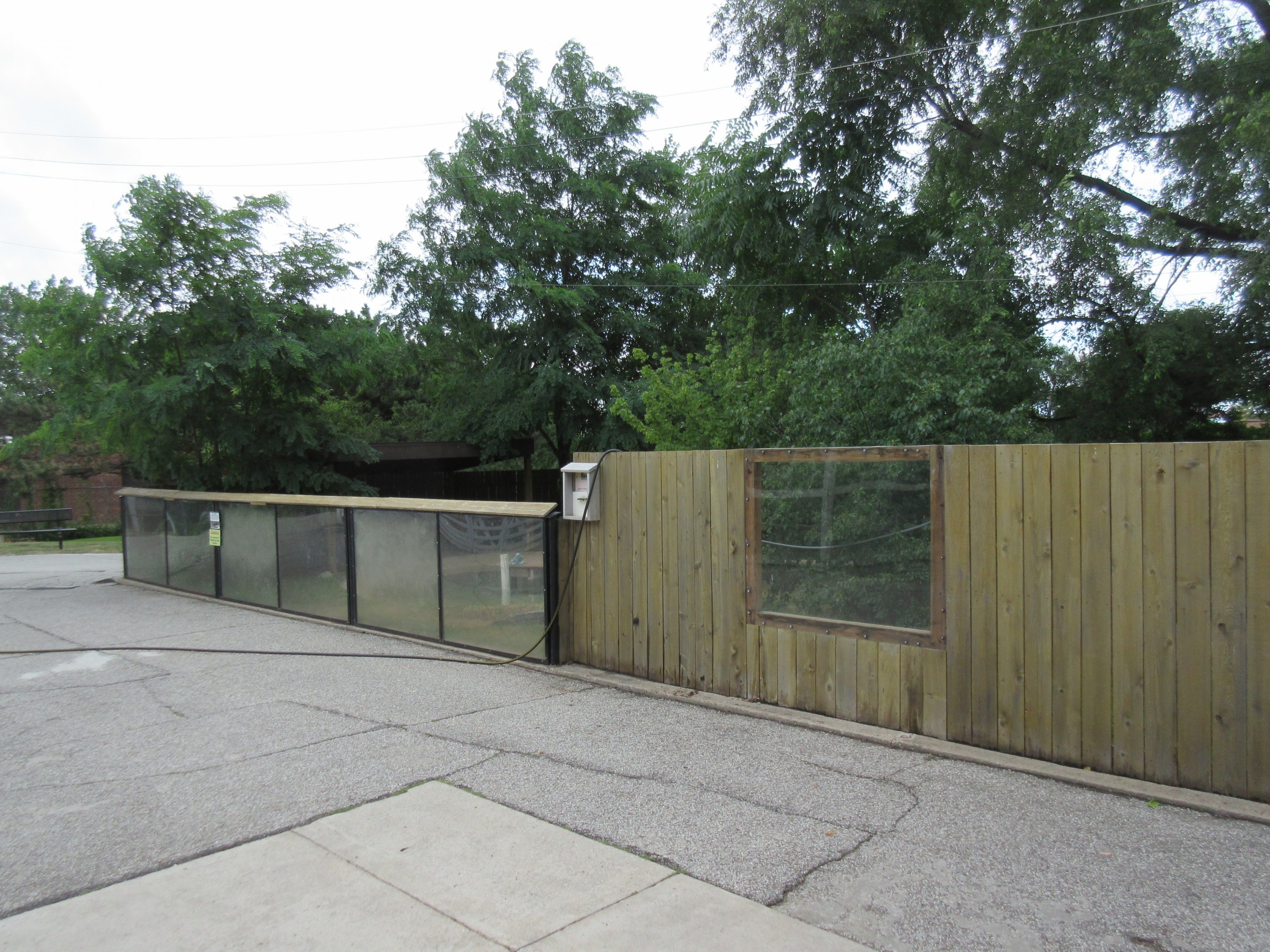 American Alligator Exhibit