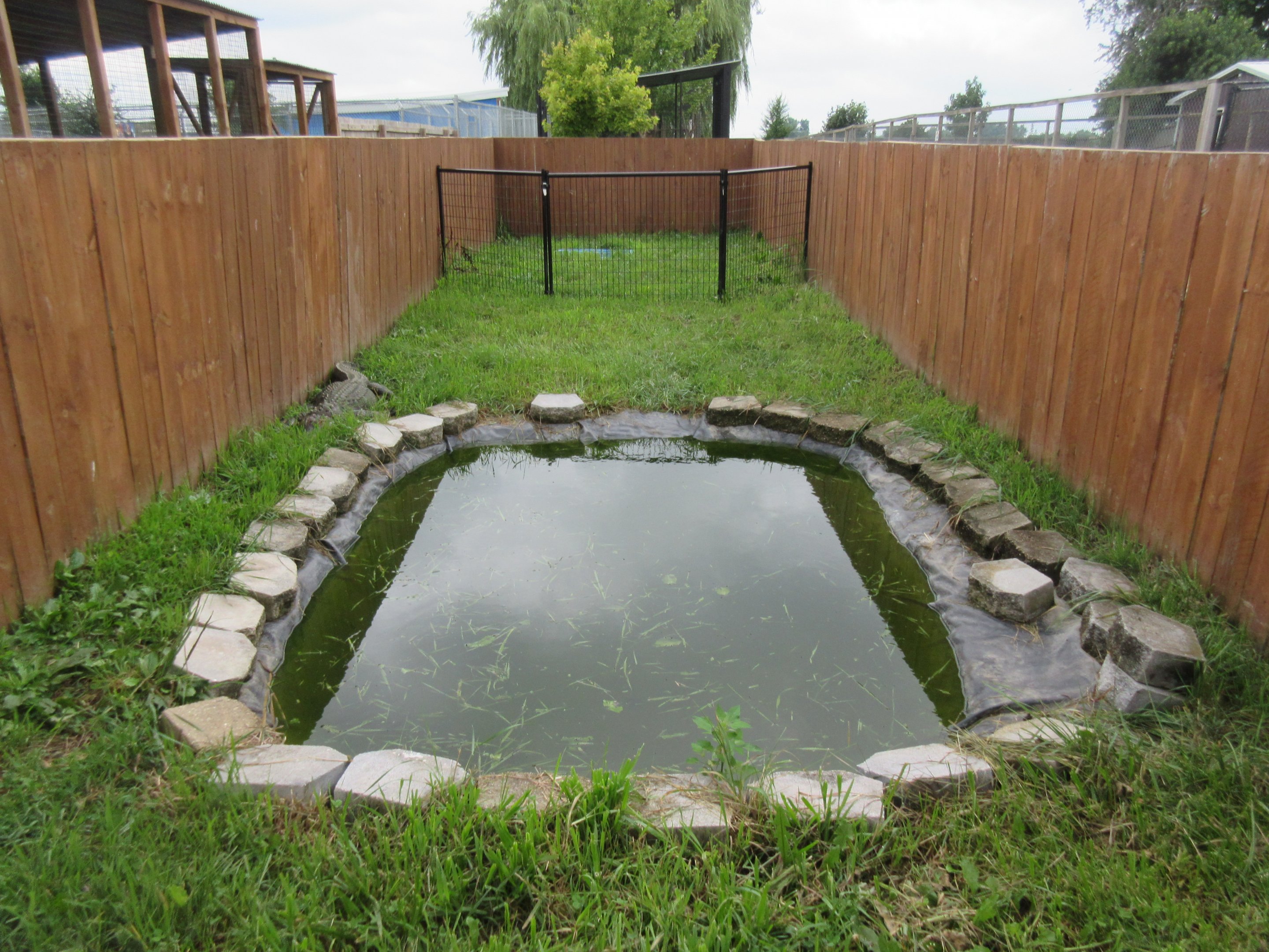 American Alligator Exhibit