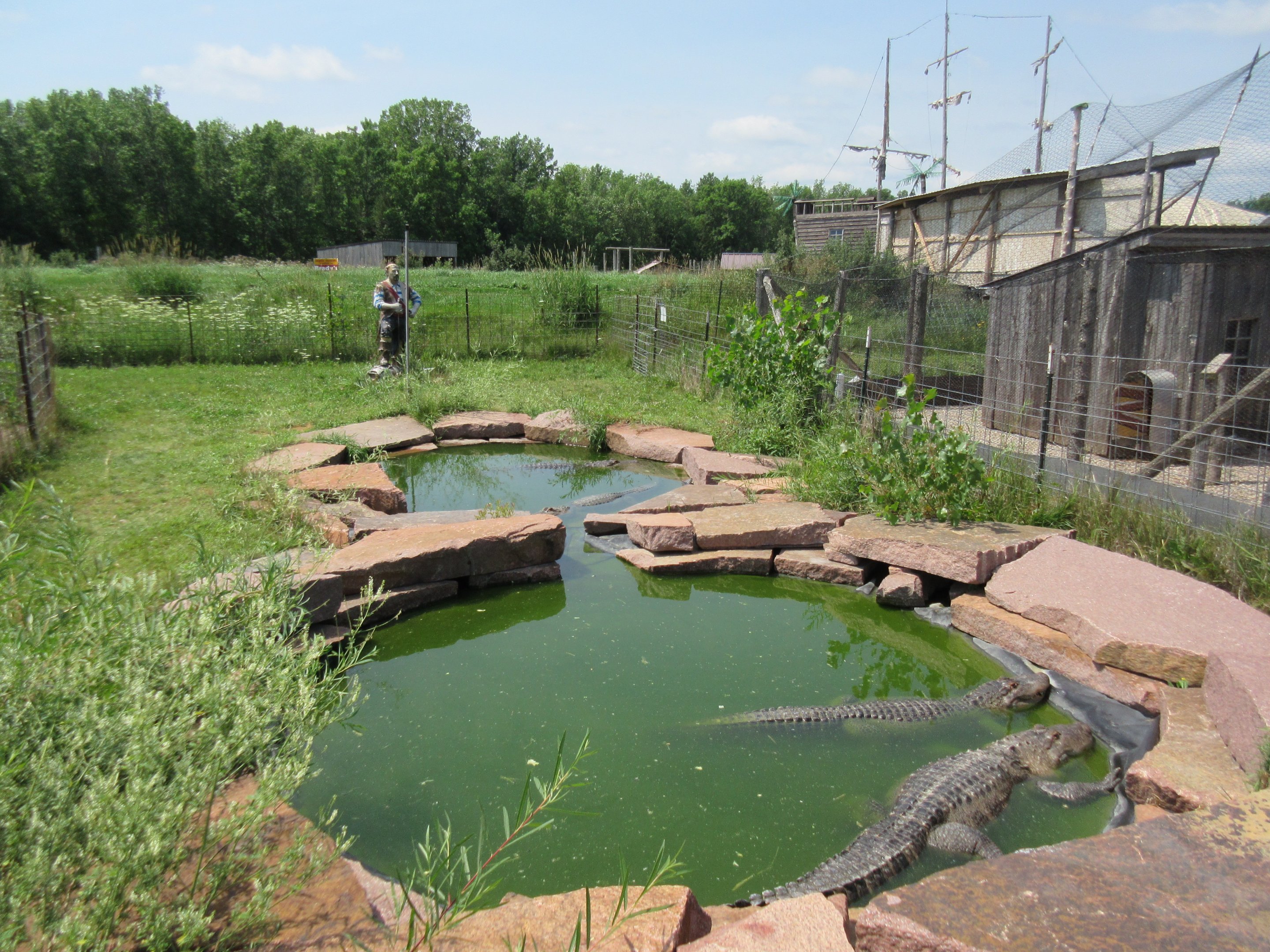 American Alligator Exhibit