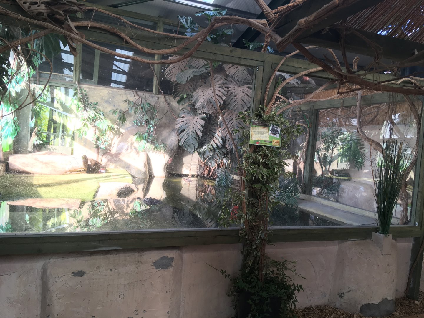 American alligator exhibit