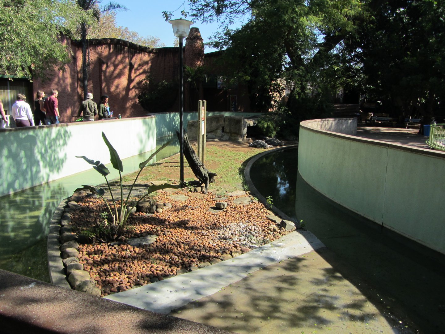 American Alligator Exhibit