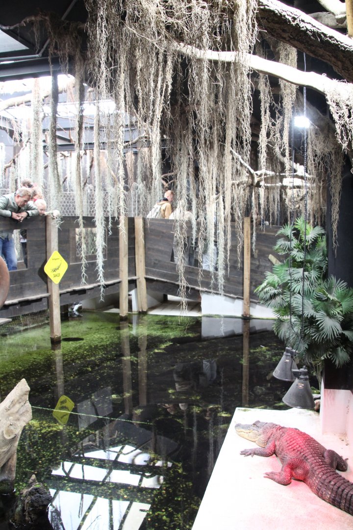 American Alligator Exhibit