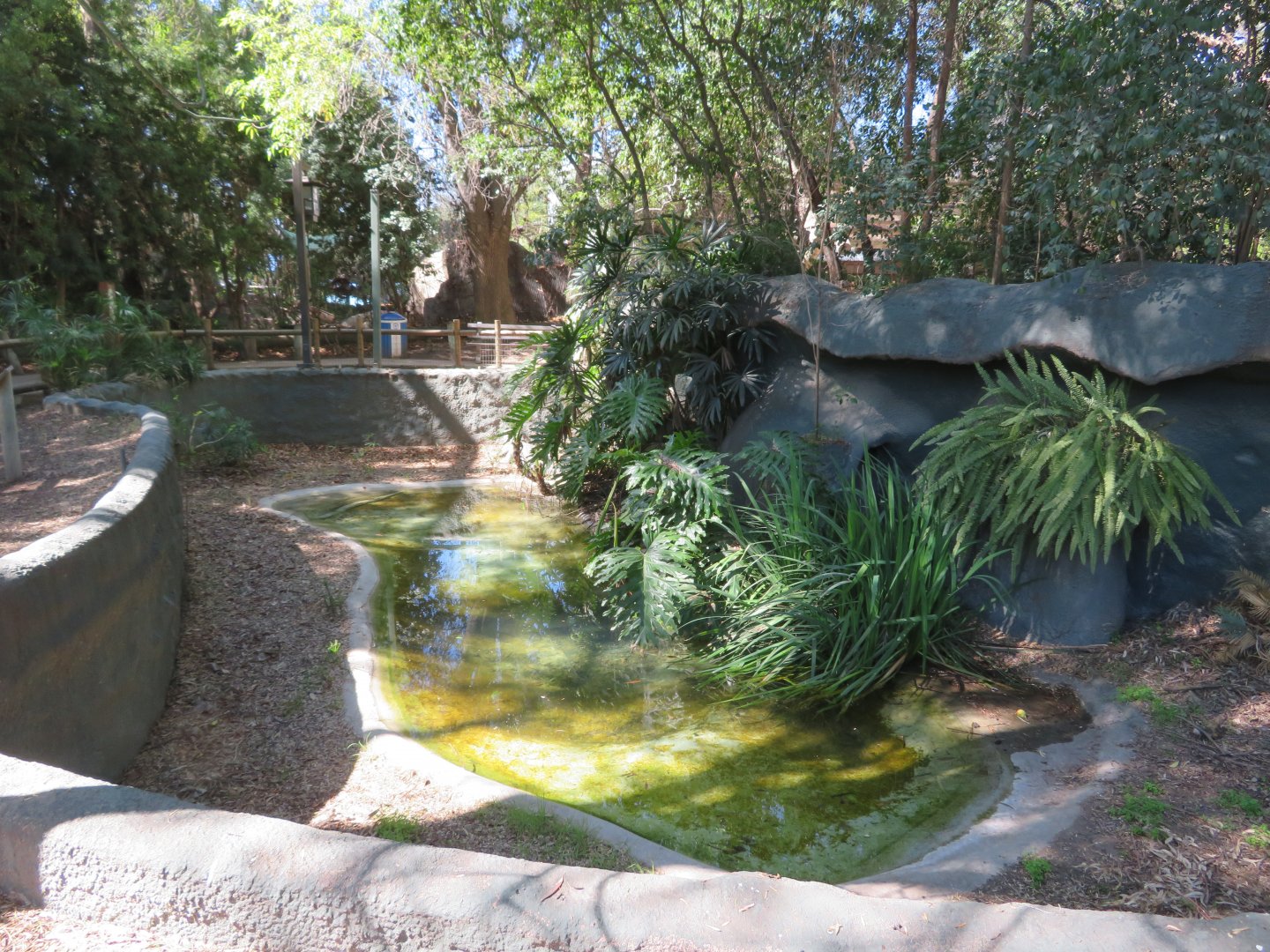American Alligator Exhibit