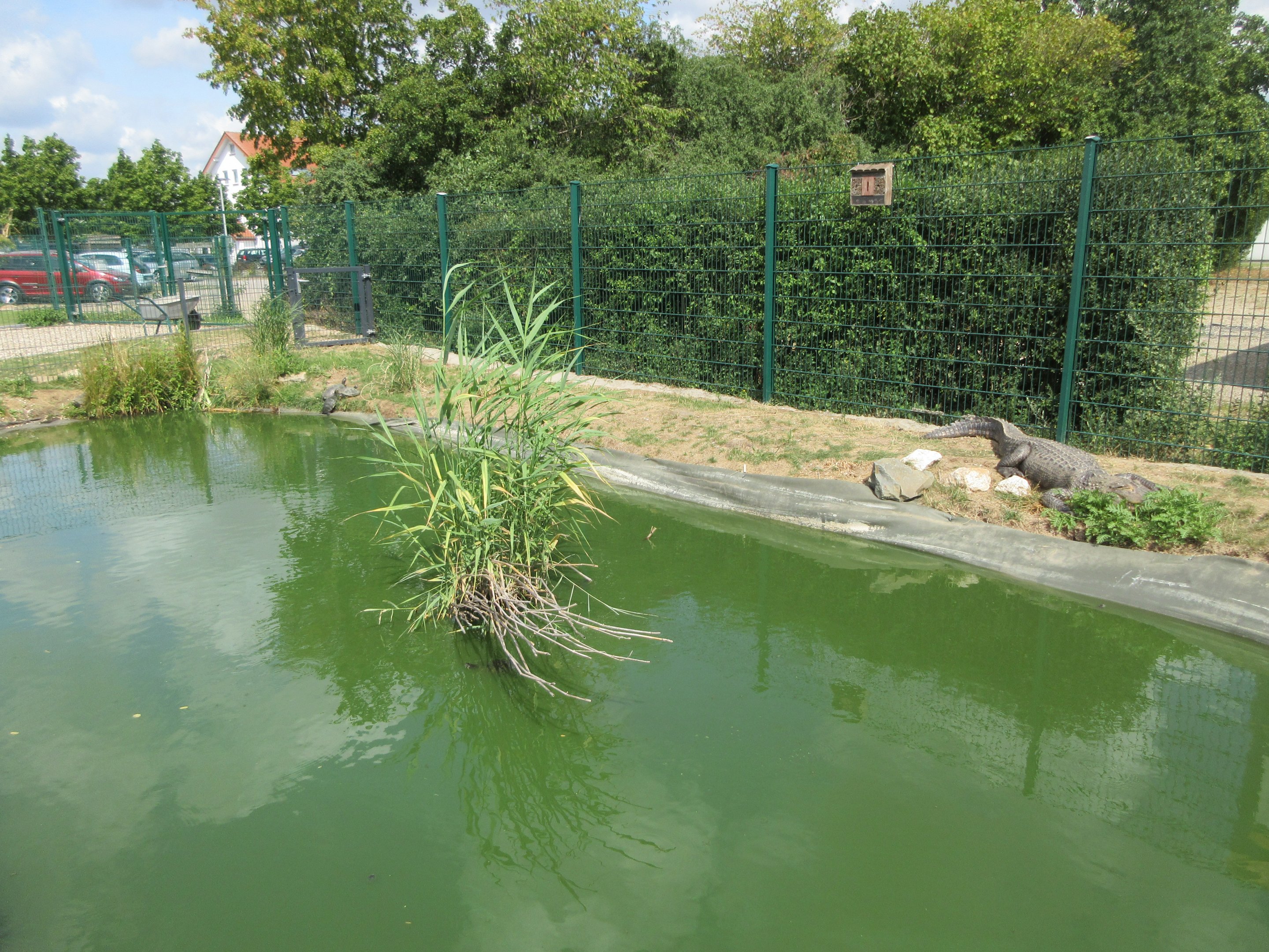 American Alligator Exhibit