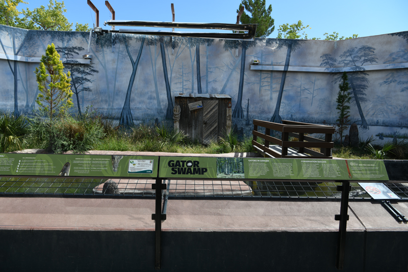 American alligator exhibit