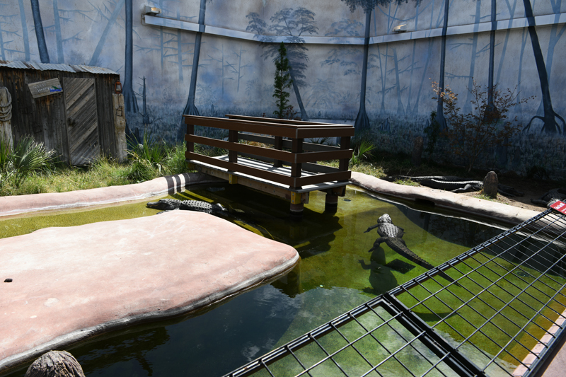 American alligator exhibit