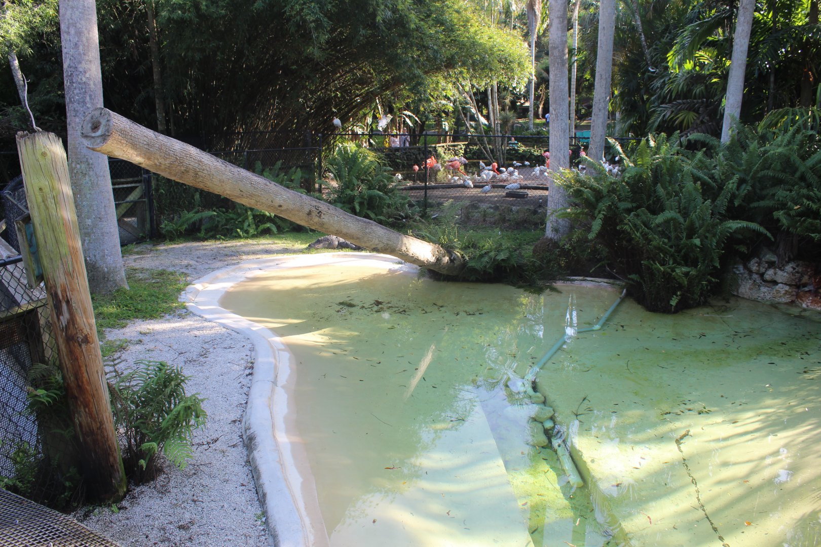 American Alligator Exhibit