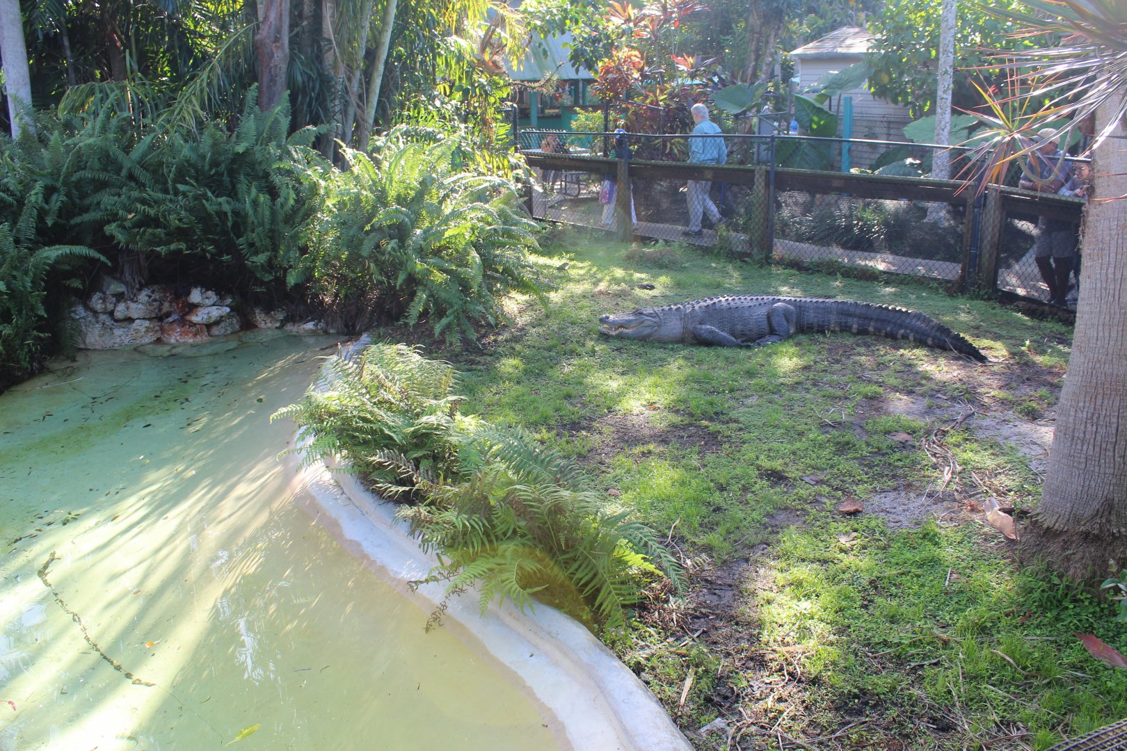 American Alligator Exhibit