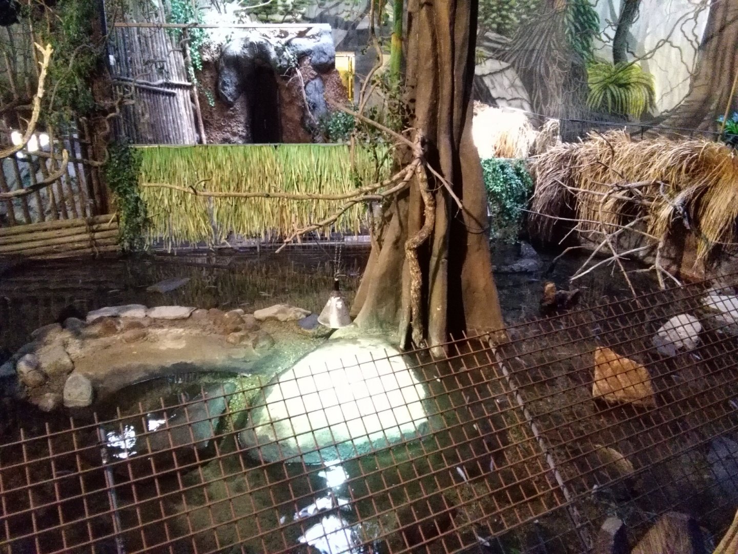 American alligator exhibit
