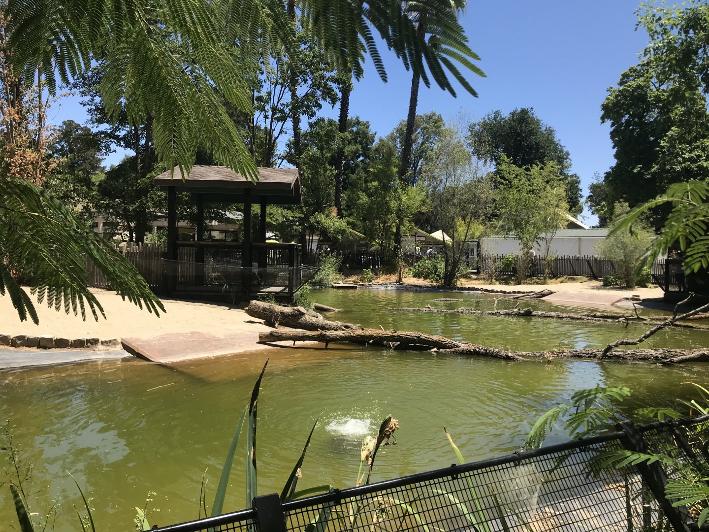 American Alligator Exhibit