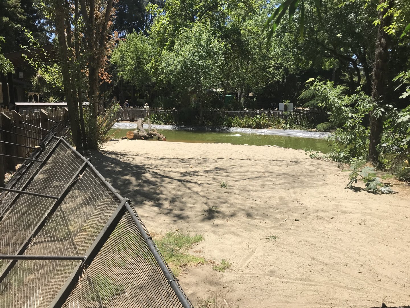American Alligator Exhibit
