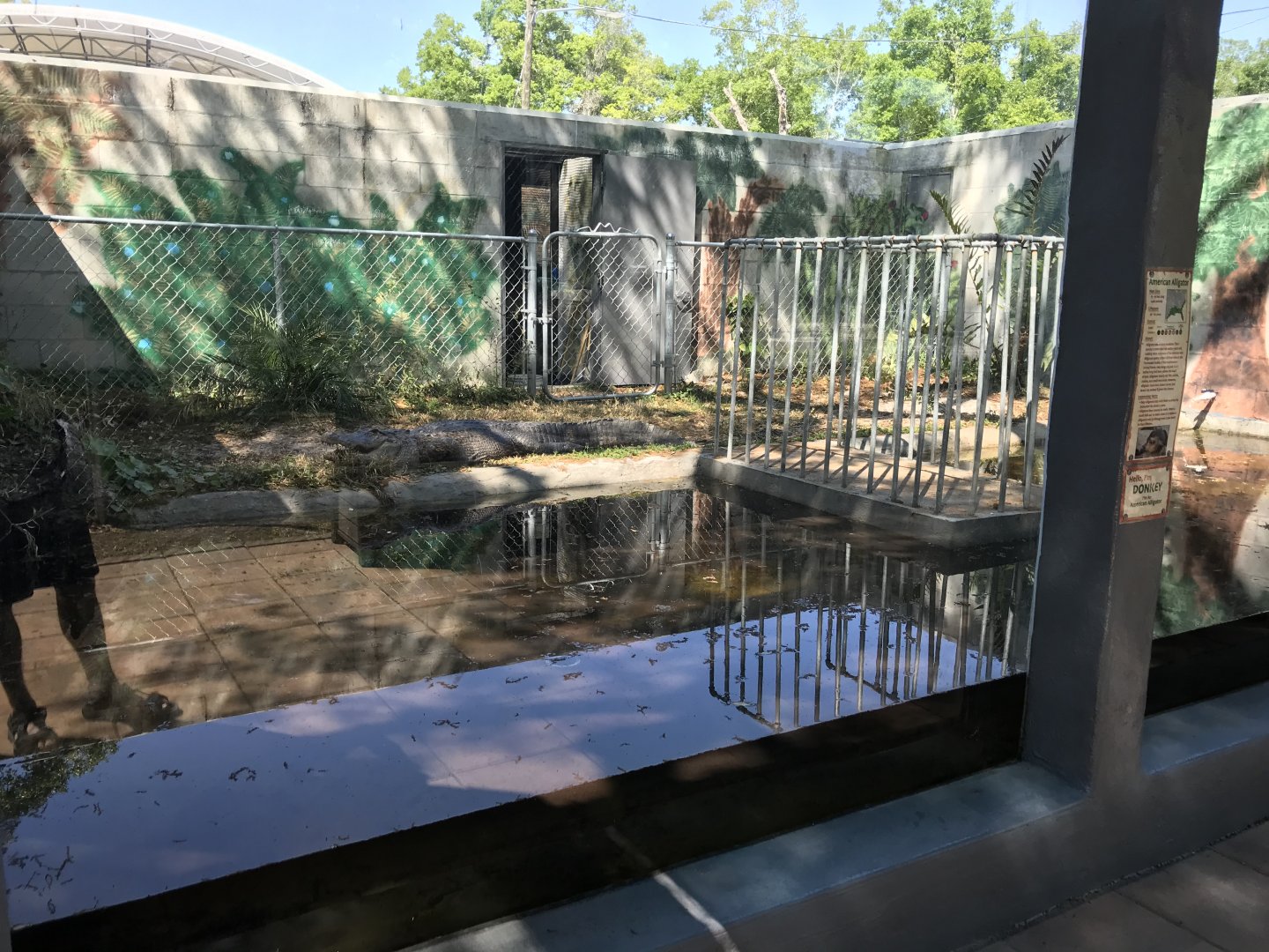 American Alligator Exhibit