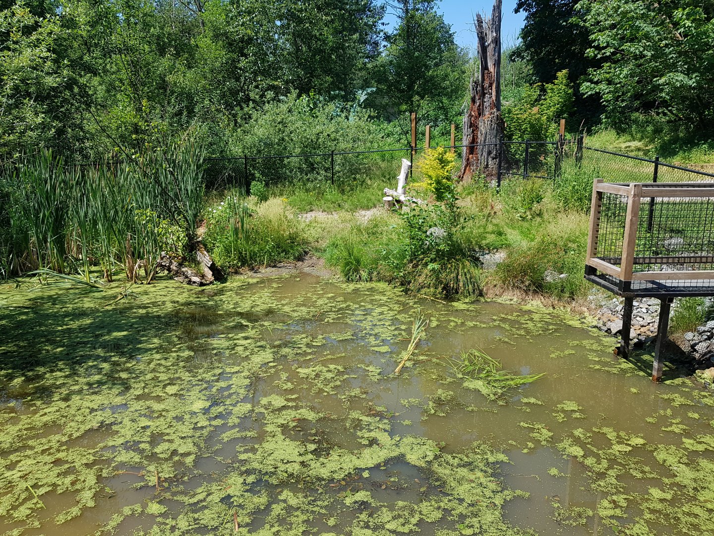 American Alligator Exhibit