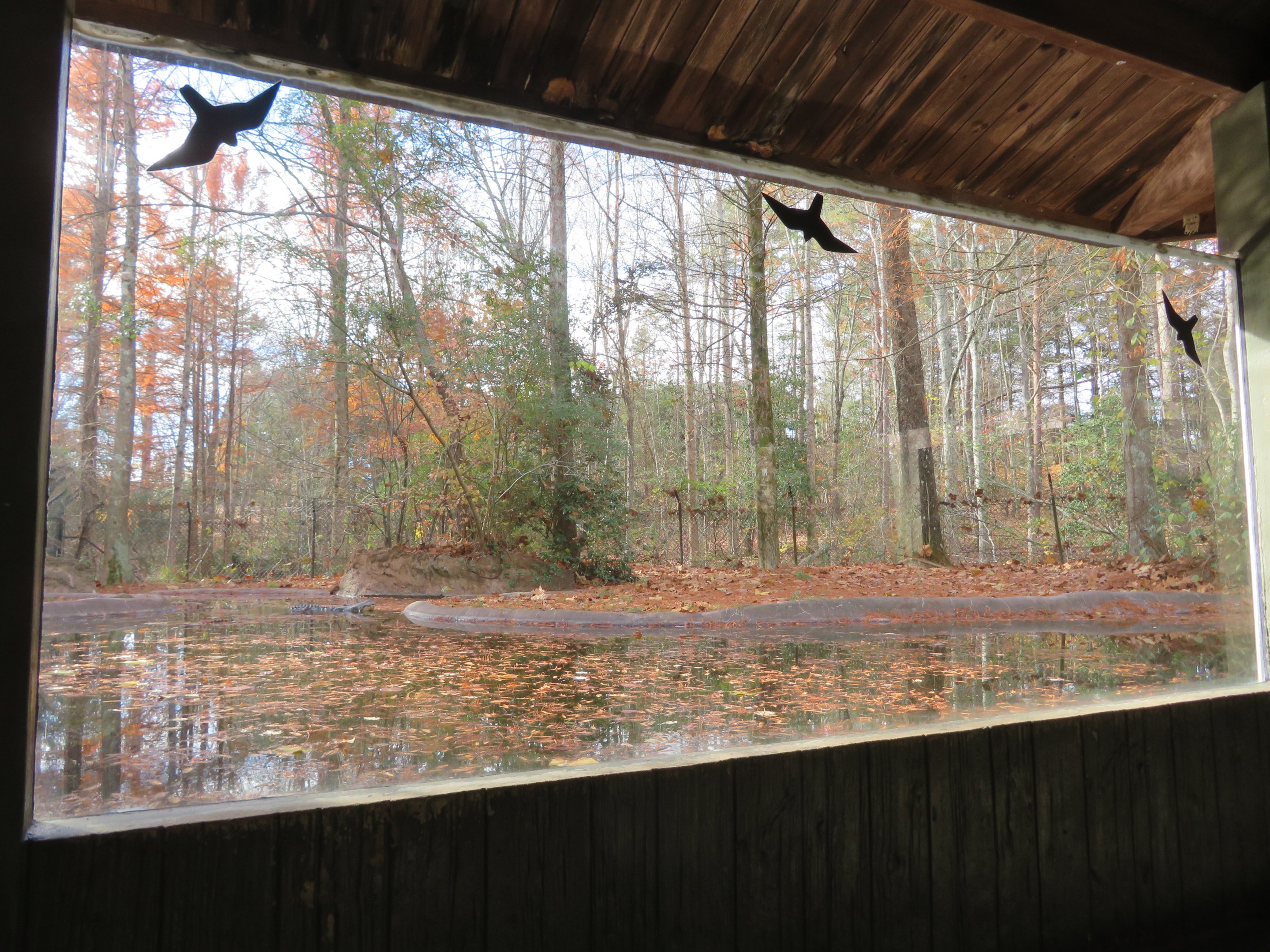American Alligator Exhibit