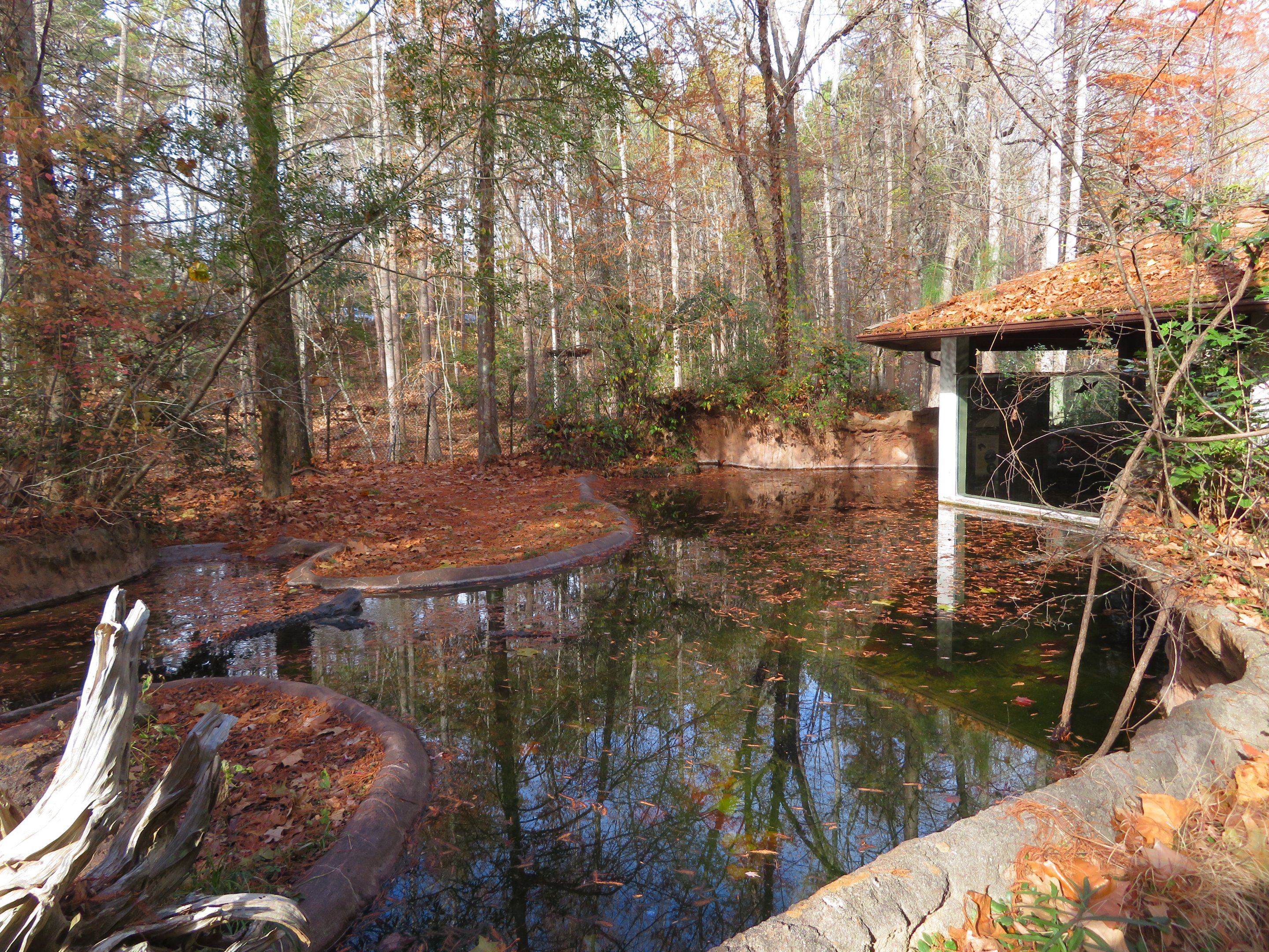 American Alligator Exhibit