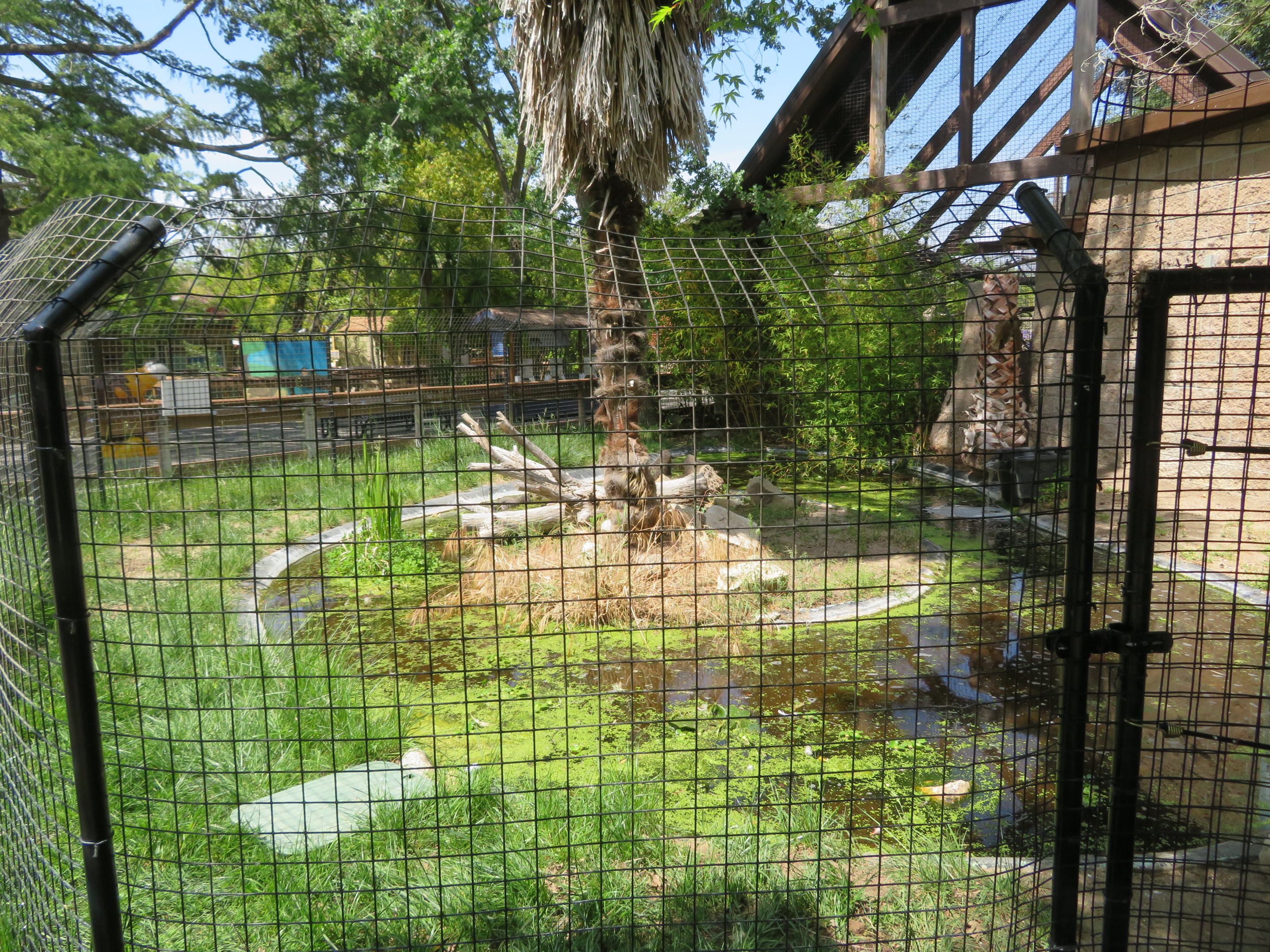 American Alligator Exhibit