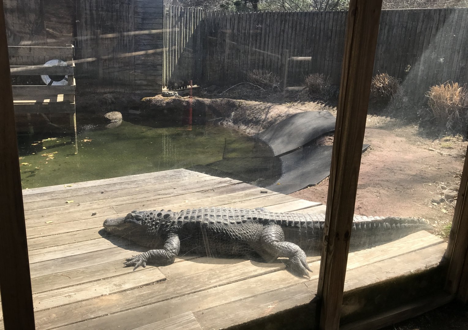 American Alligator Exhibit