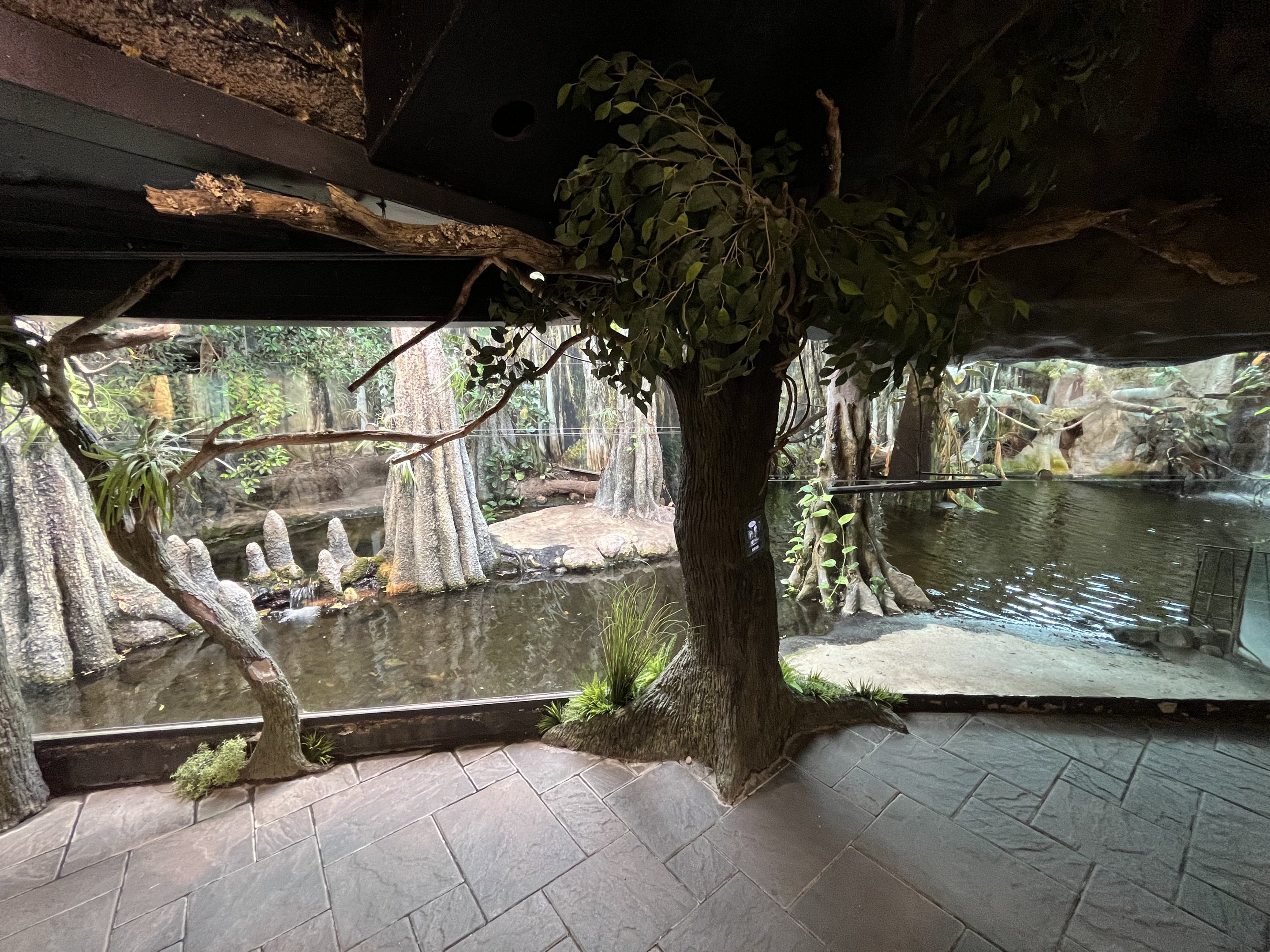 American Alligator Exhibit