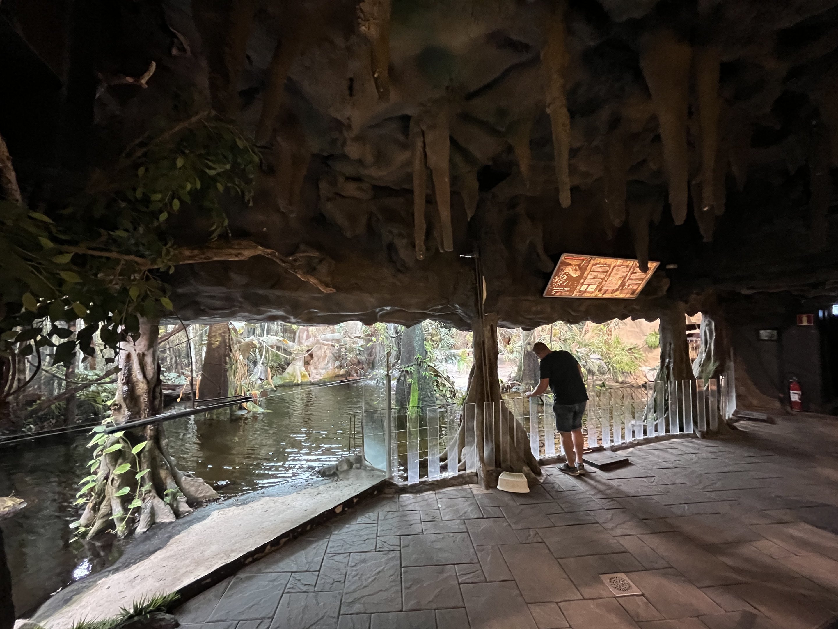 American Alligator Exhibit