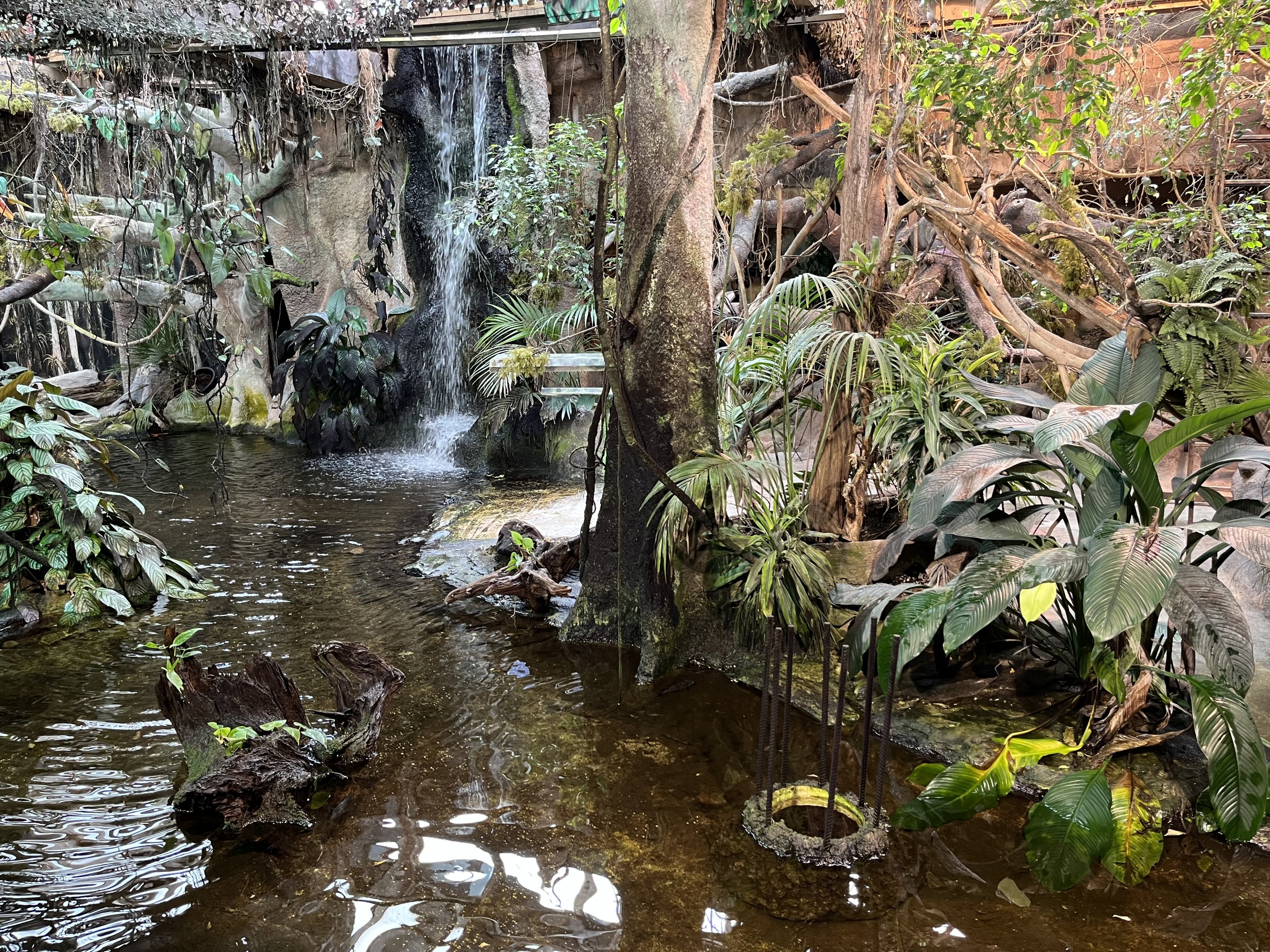 American Alligator Exhibit