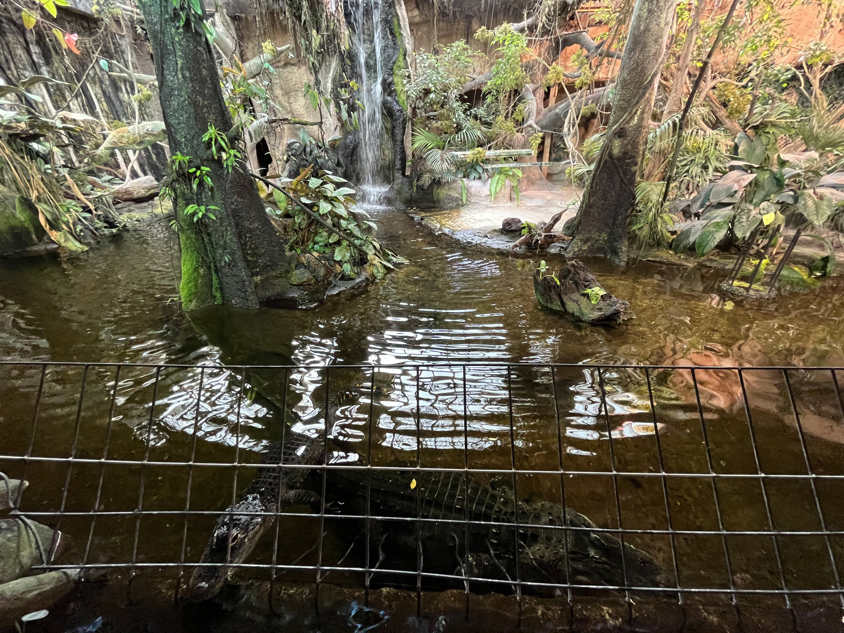 American Alligator Exhibit
