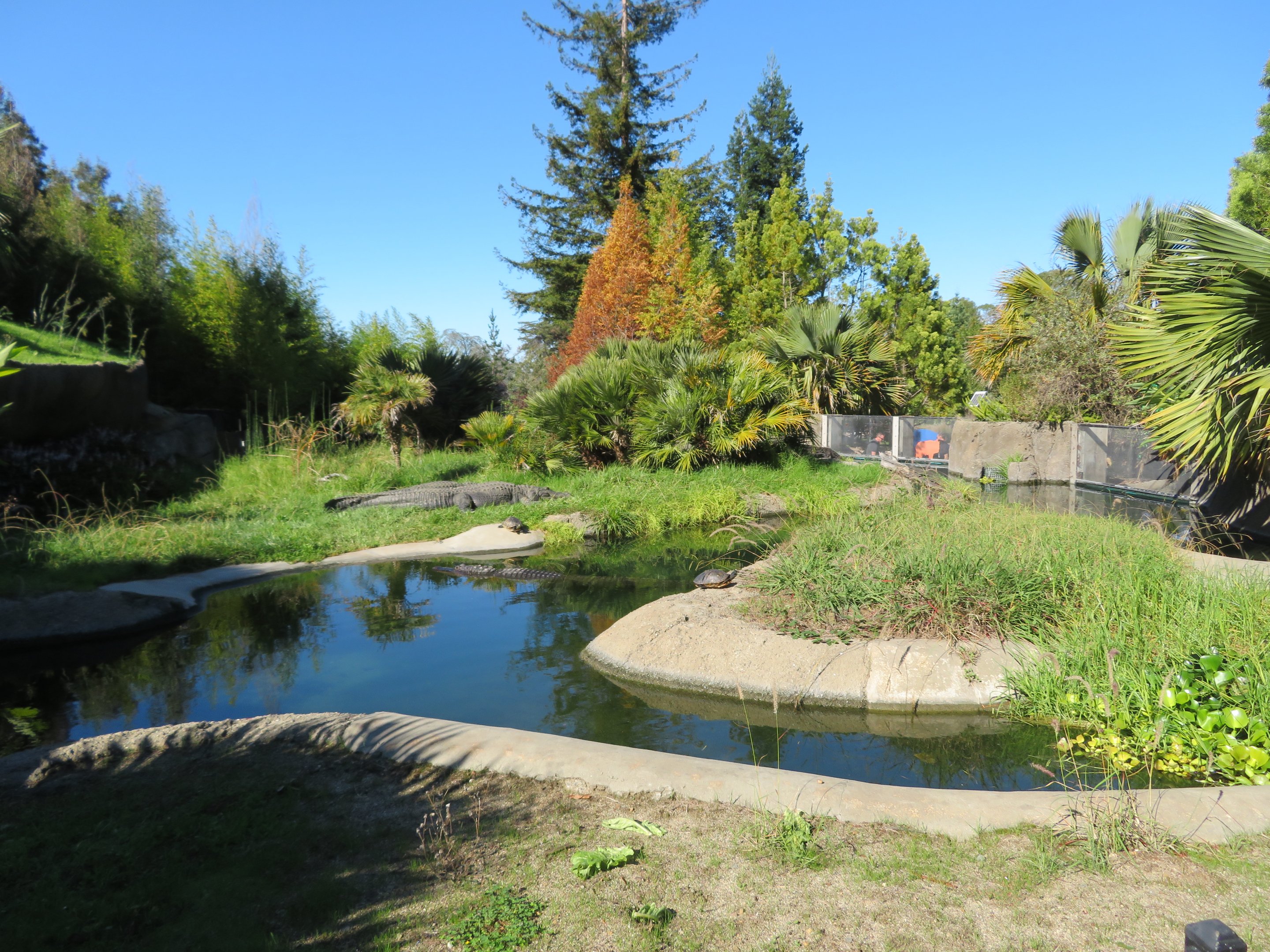 American Alligator Exhibit