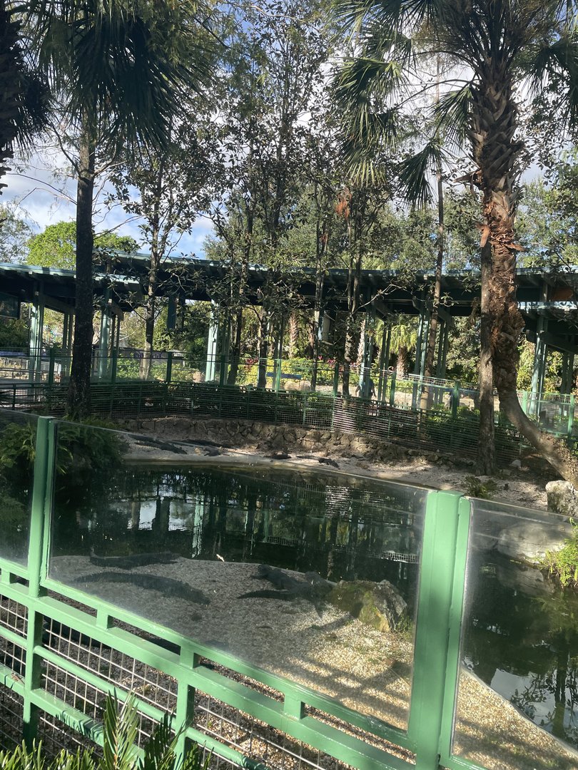 American Alligator Exhibit