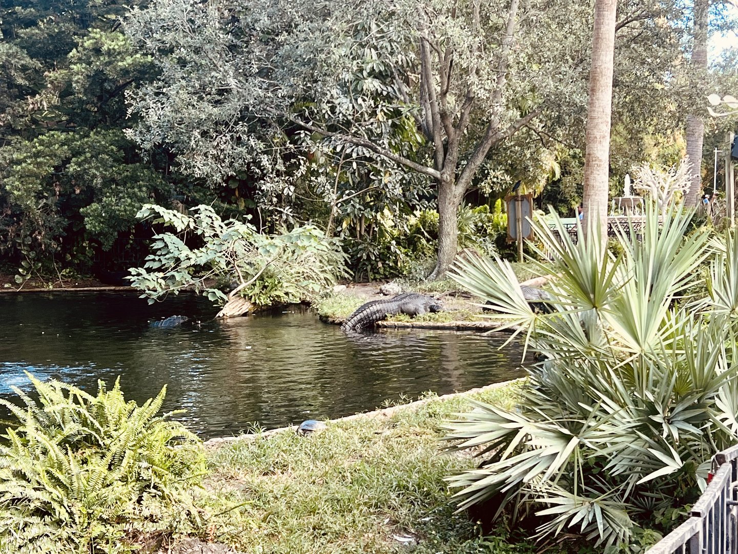 American Alligator Exhibit