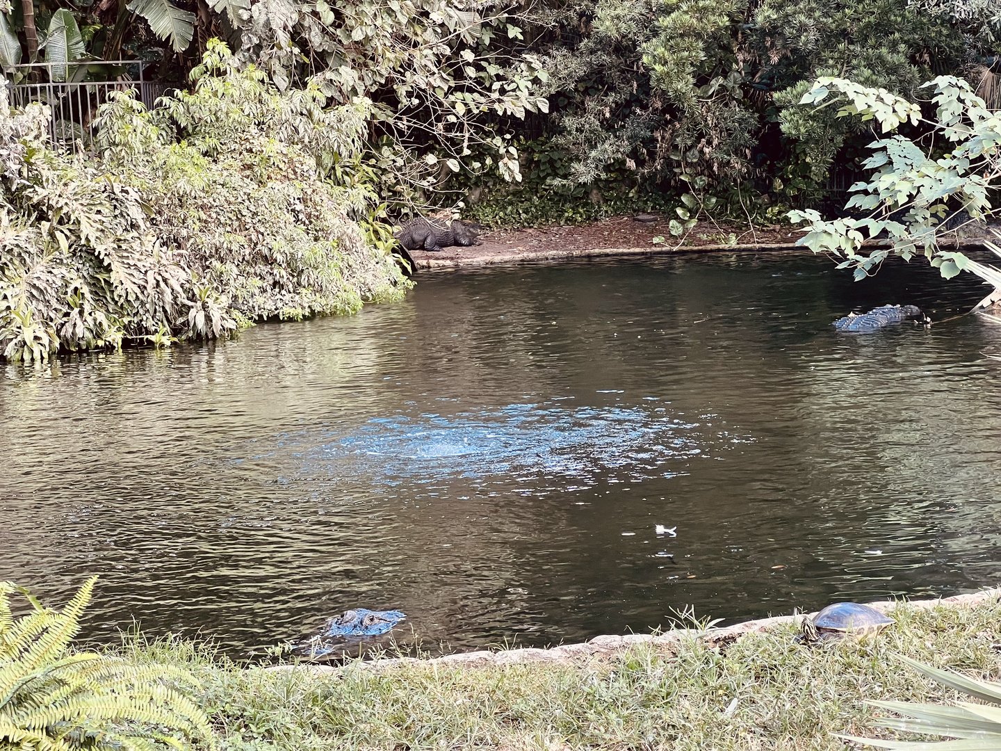 American Alligator Exhibit