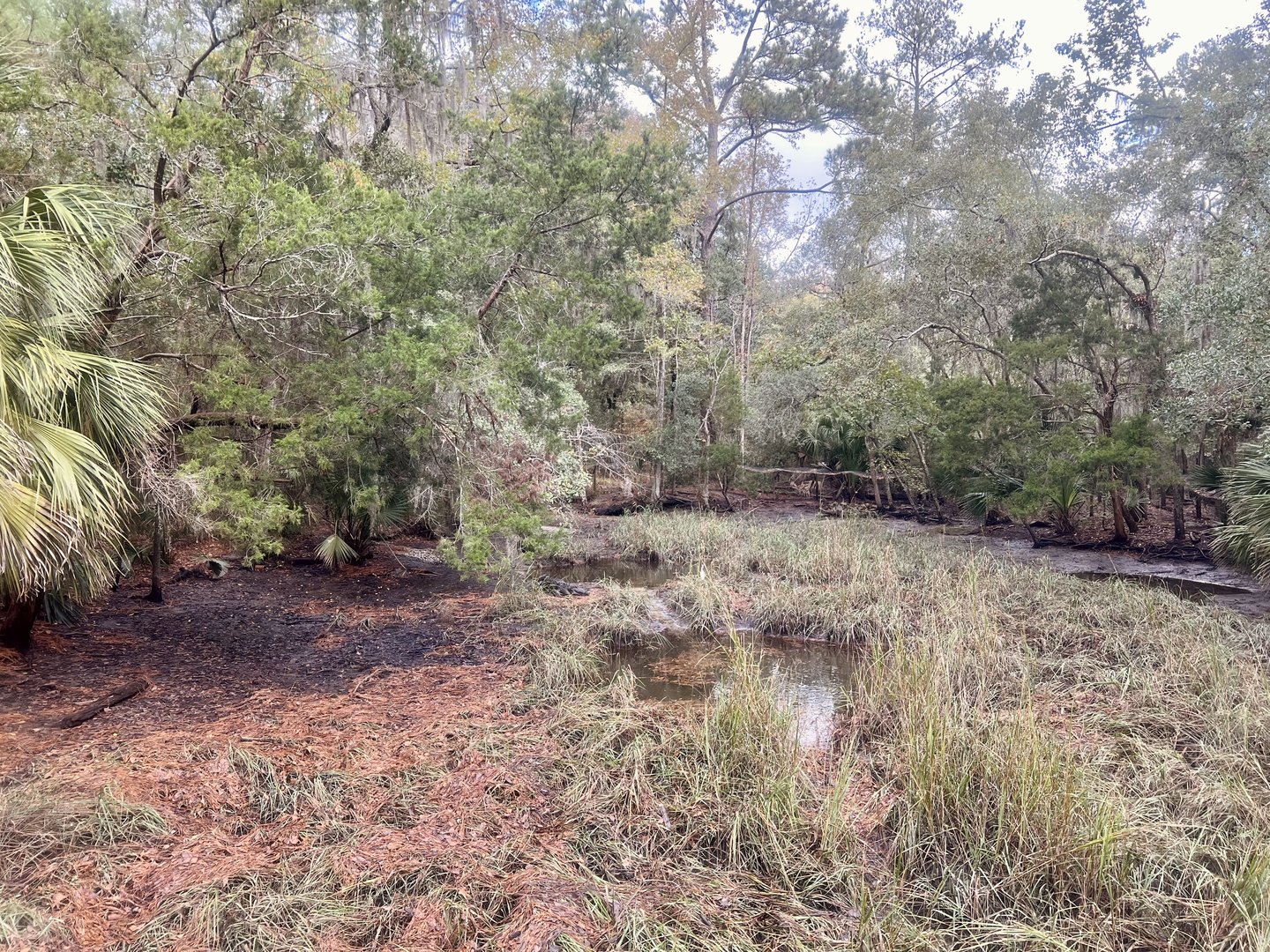 American Alligator Exhibit