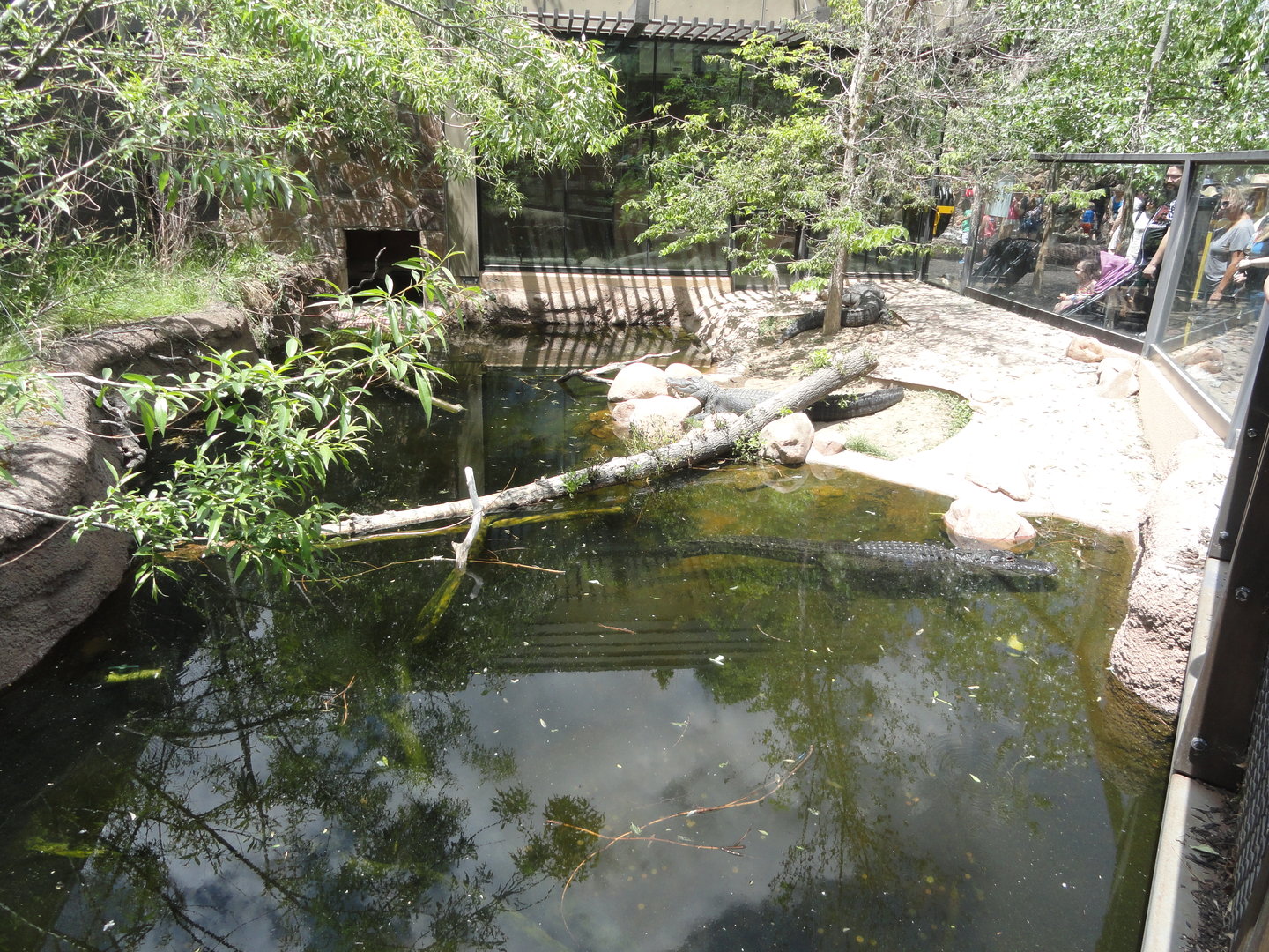 American Alligator Exhibit