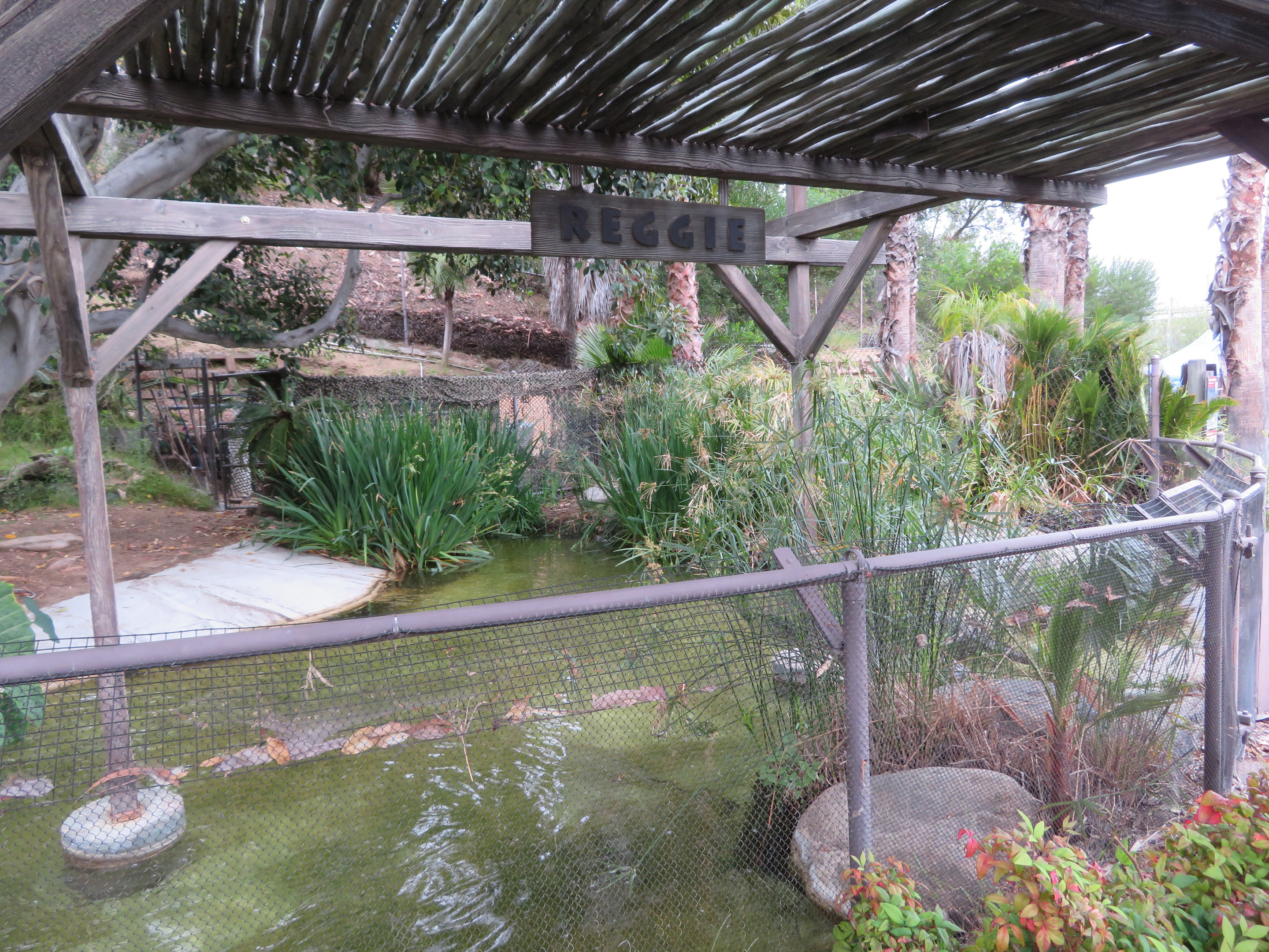 American Alligator Exhibit