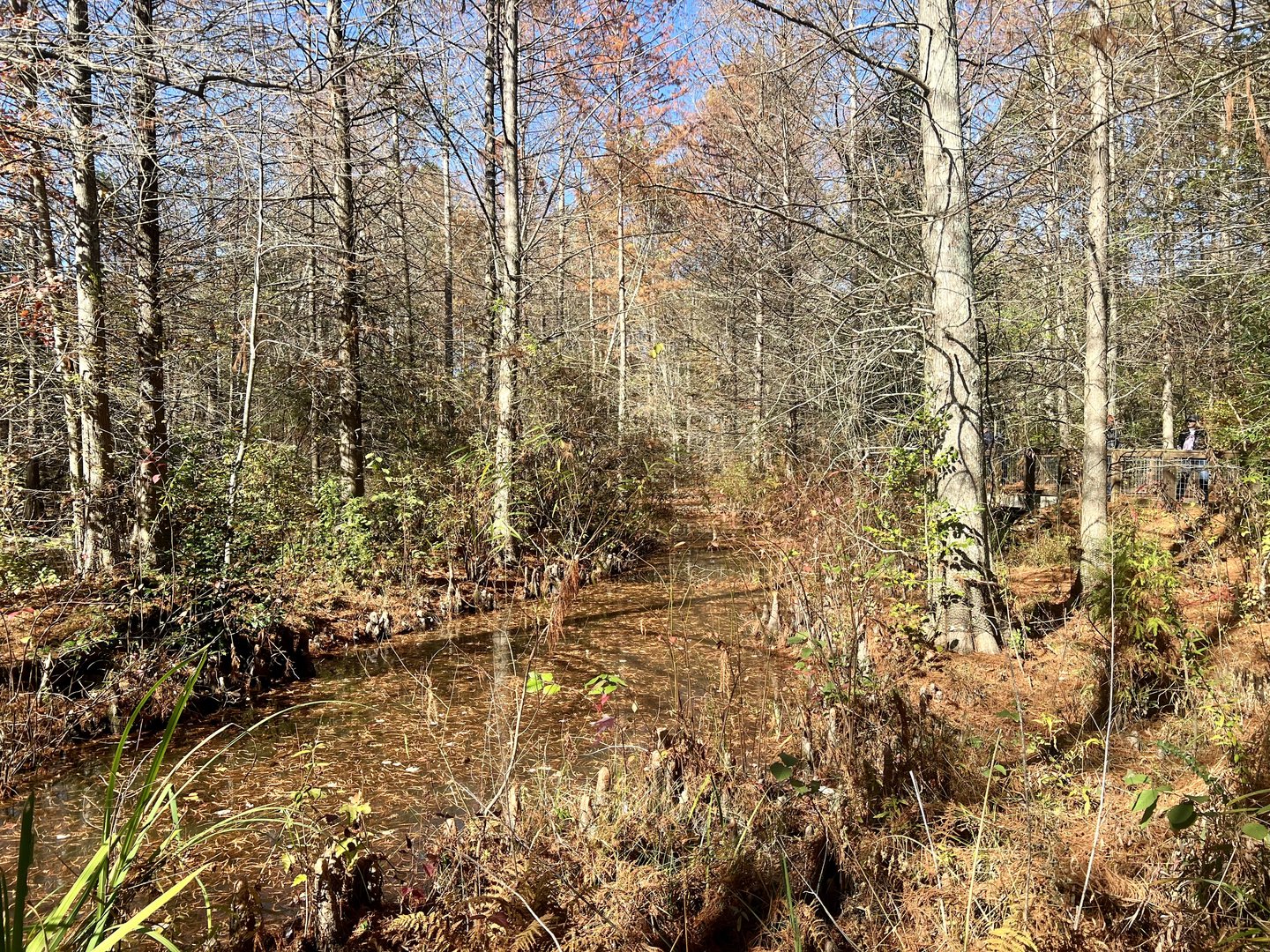 American Alligator Exhibit