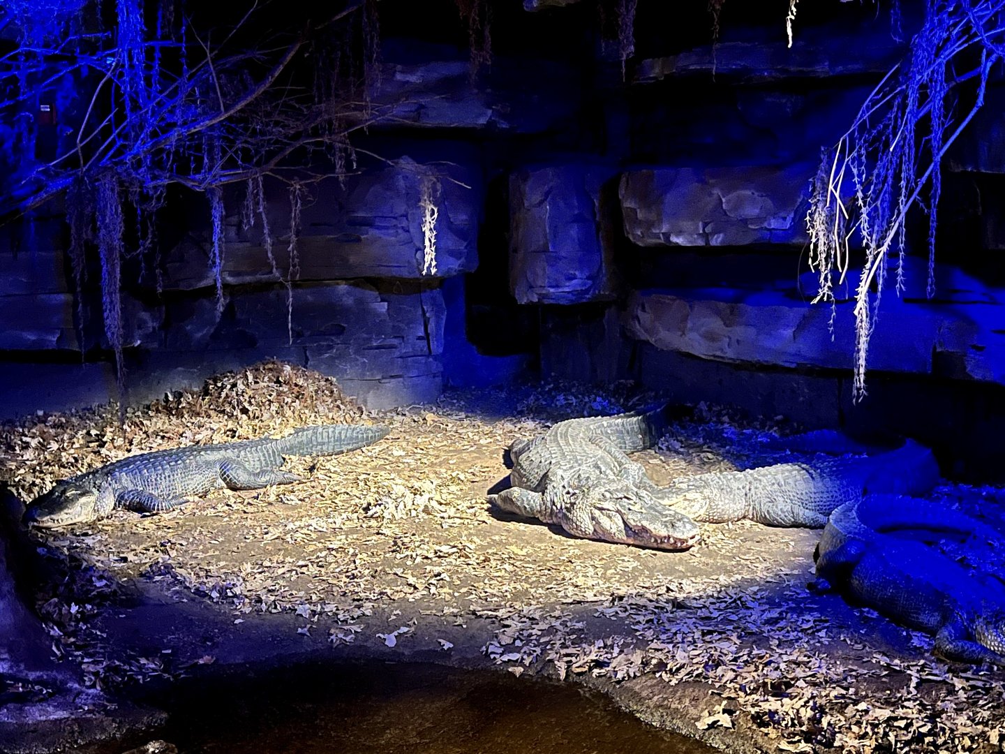American Alligator Exhibit