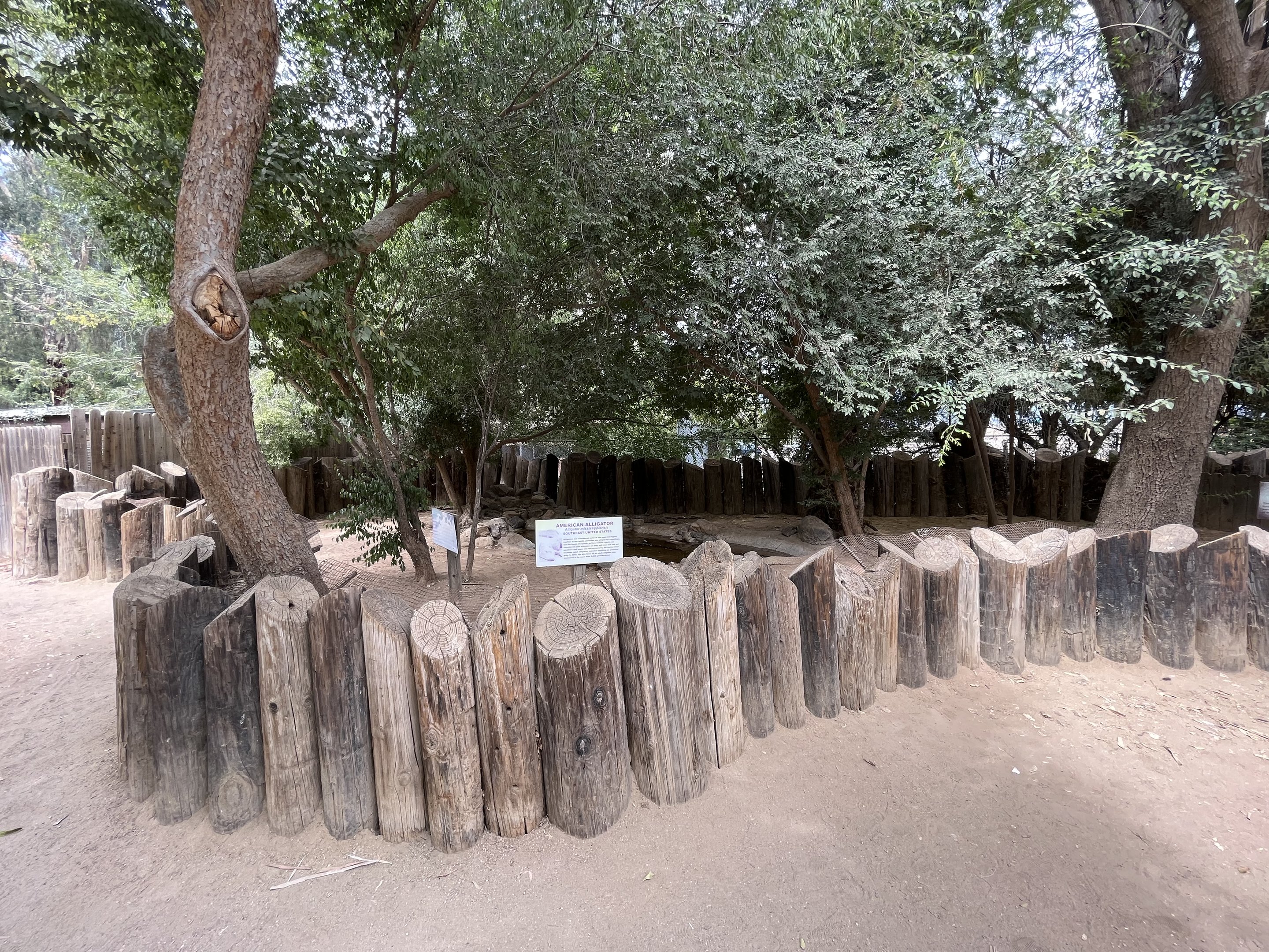 American Alligator Exhibit