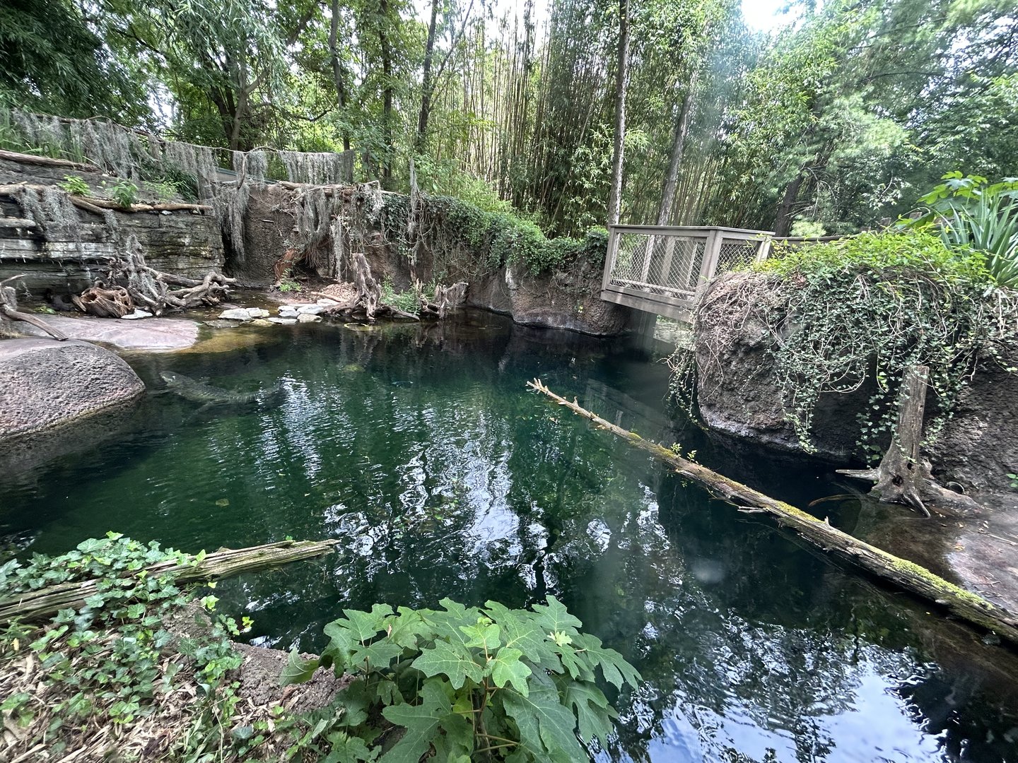 American Alligator Exhibit