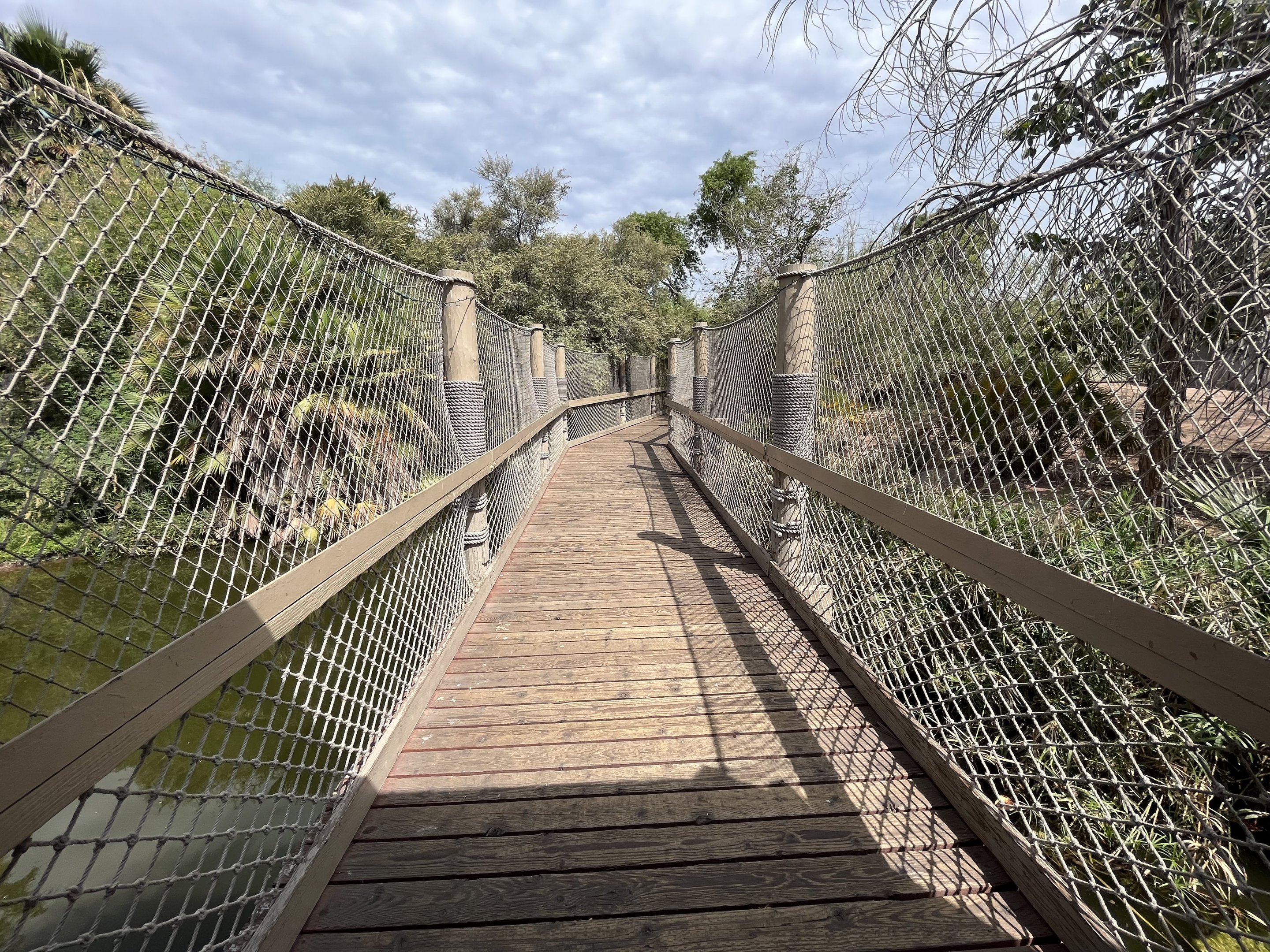 American Alligator Exhibit