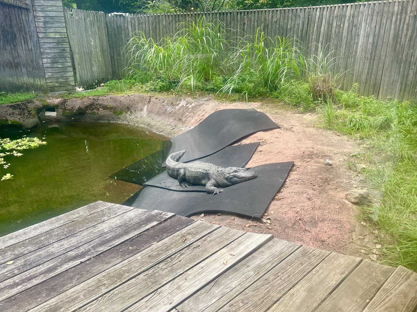 American Alligator Exhibit
