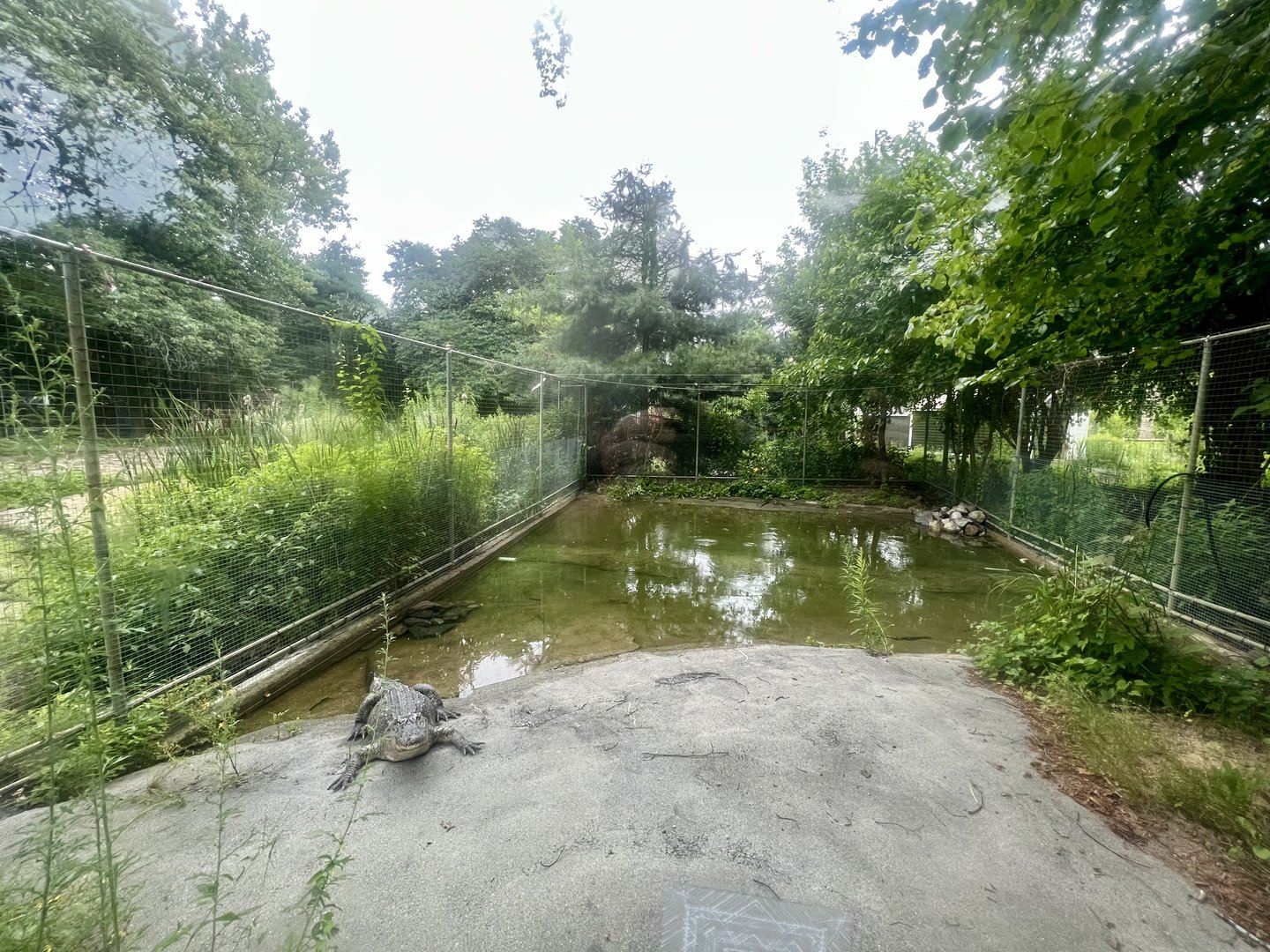 American Alligator Exhibit
