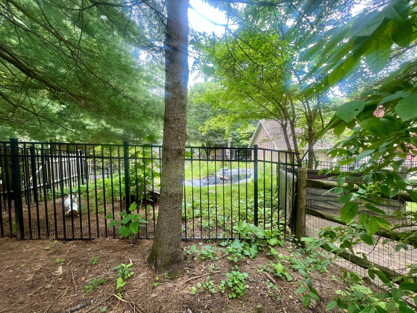 American Alligator Exhibit