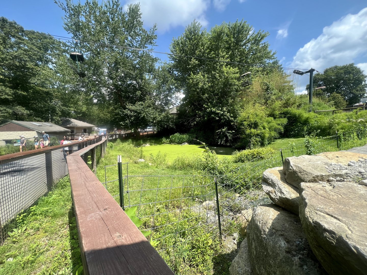 American Alligator Exhibit